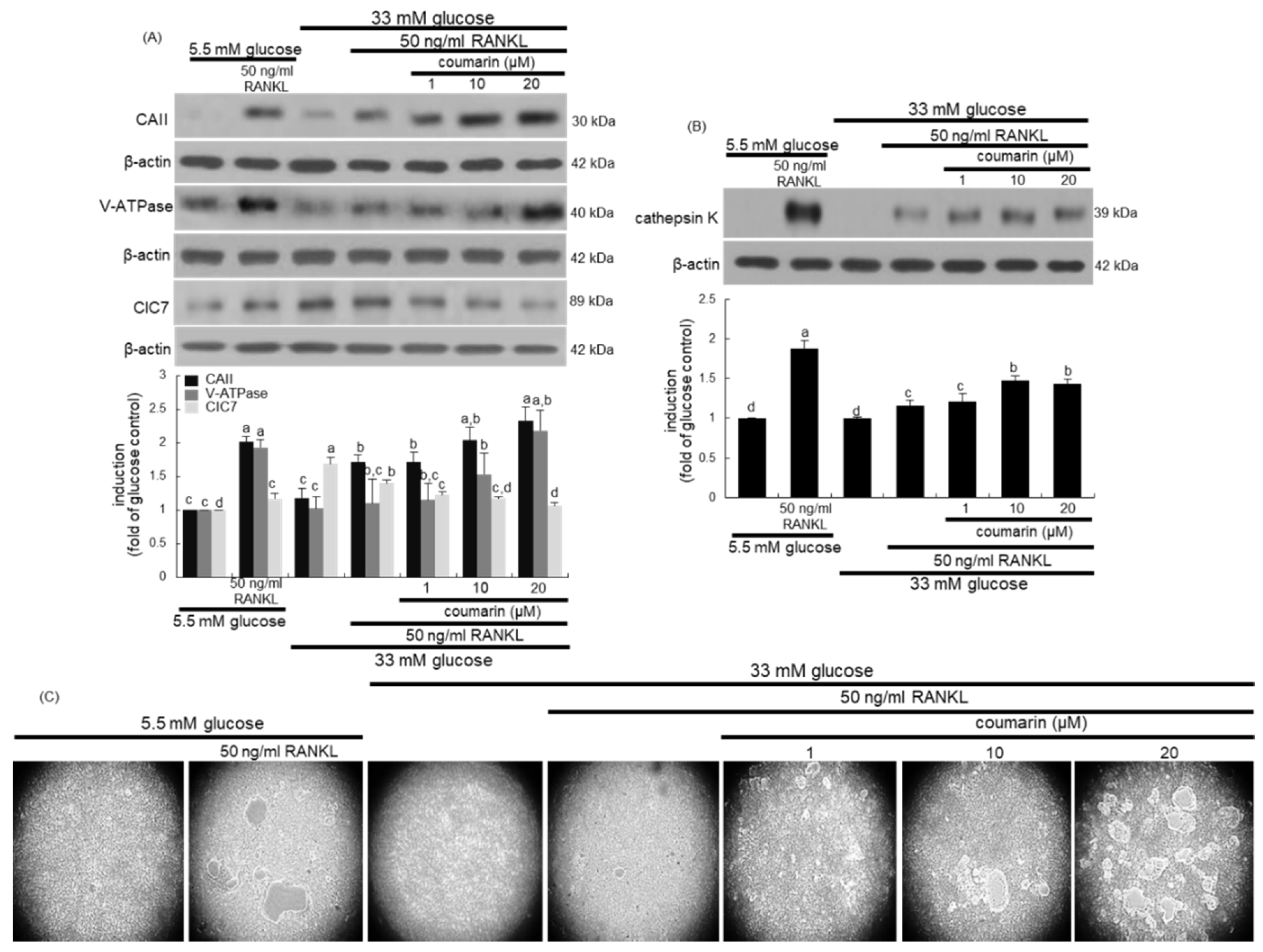 Biomolecules 10 01052 g003