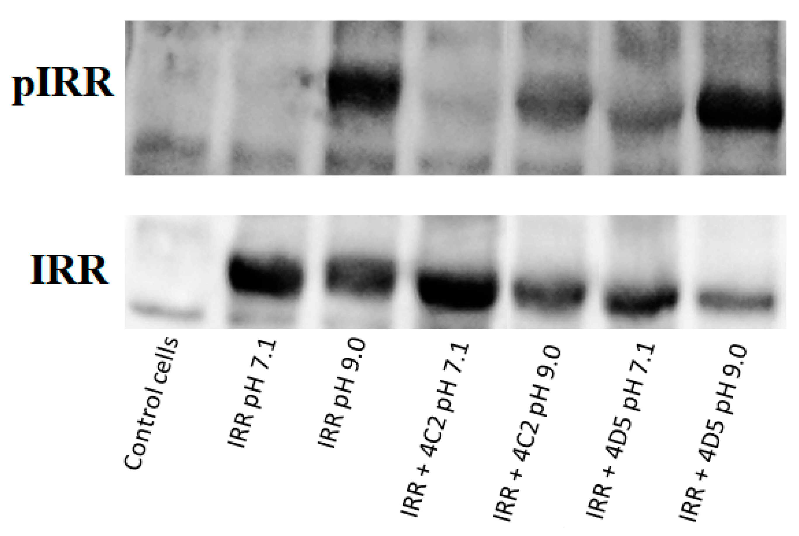 Biomolecules 10 01060 g004