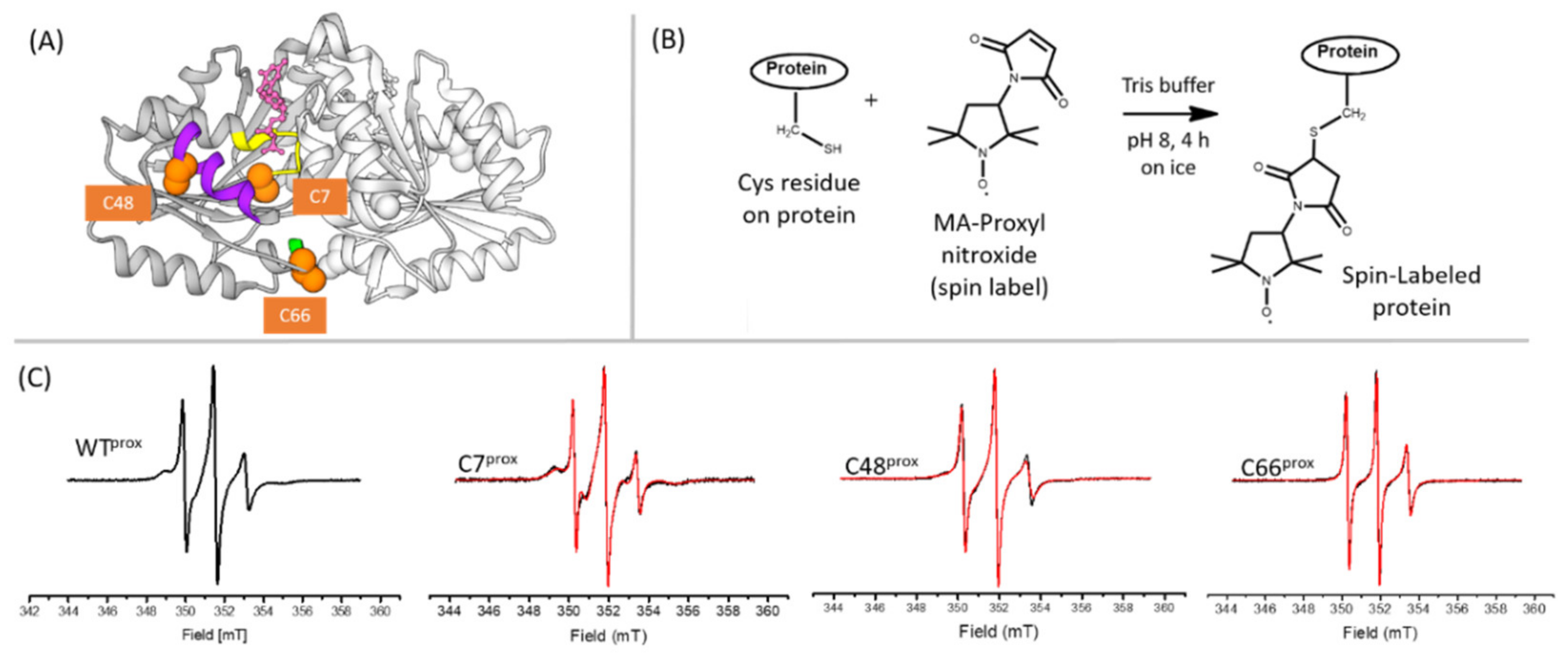 Biomolecules 10 01062 g001