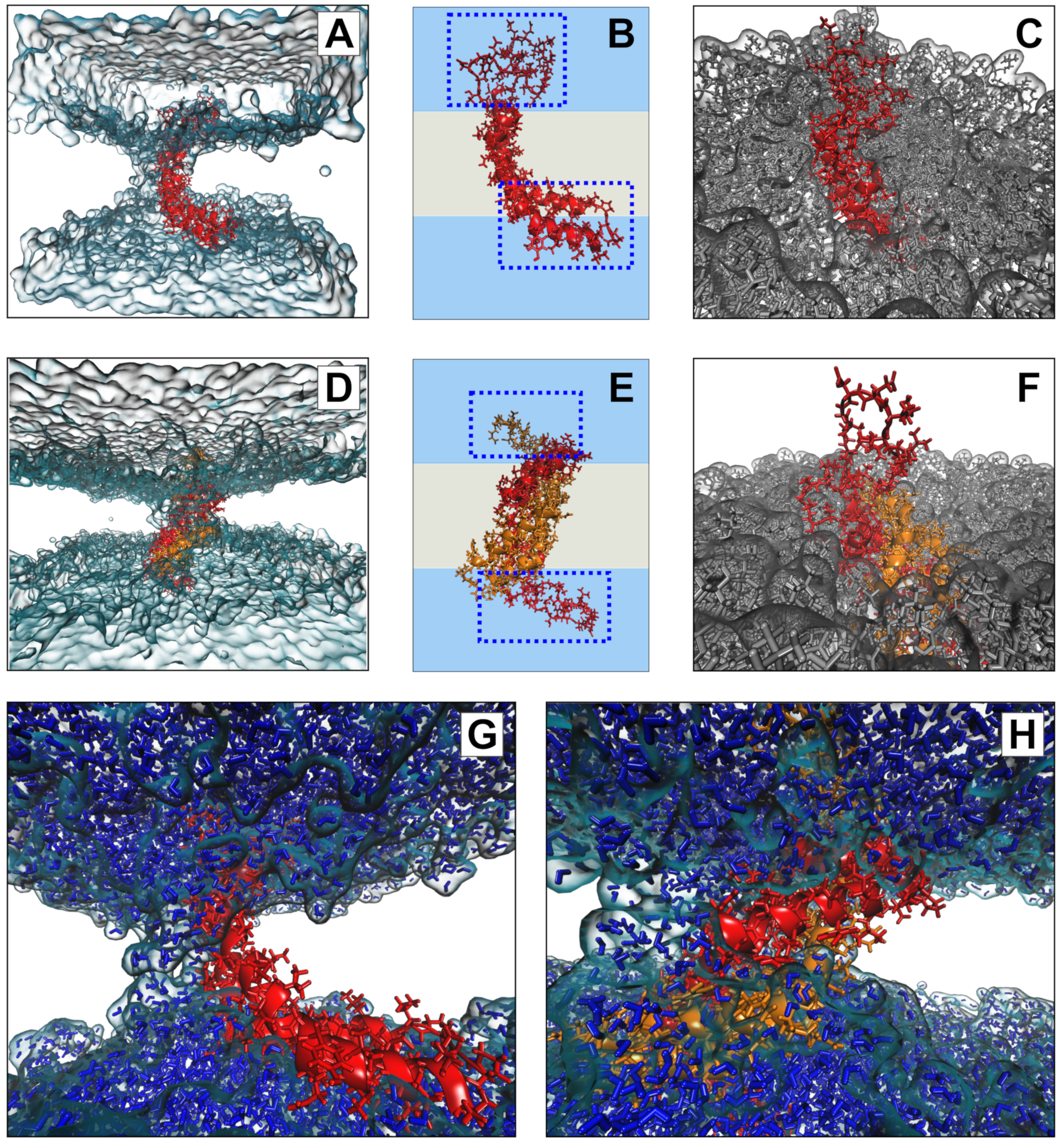 Biomolecules 10 01069 g007