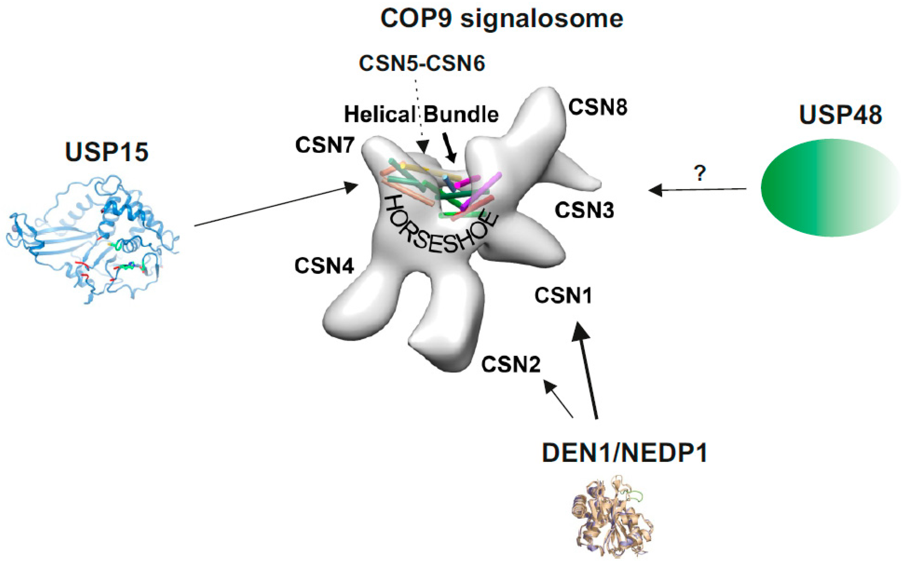 Biomolecules 10 01082 g001 Biomolecules 10 01082 g001