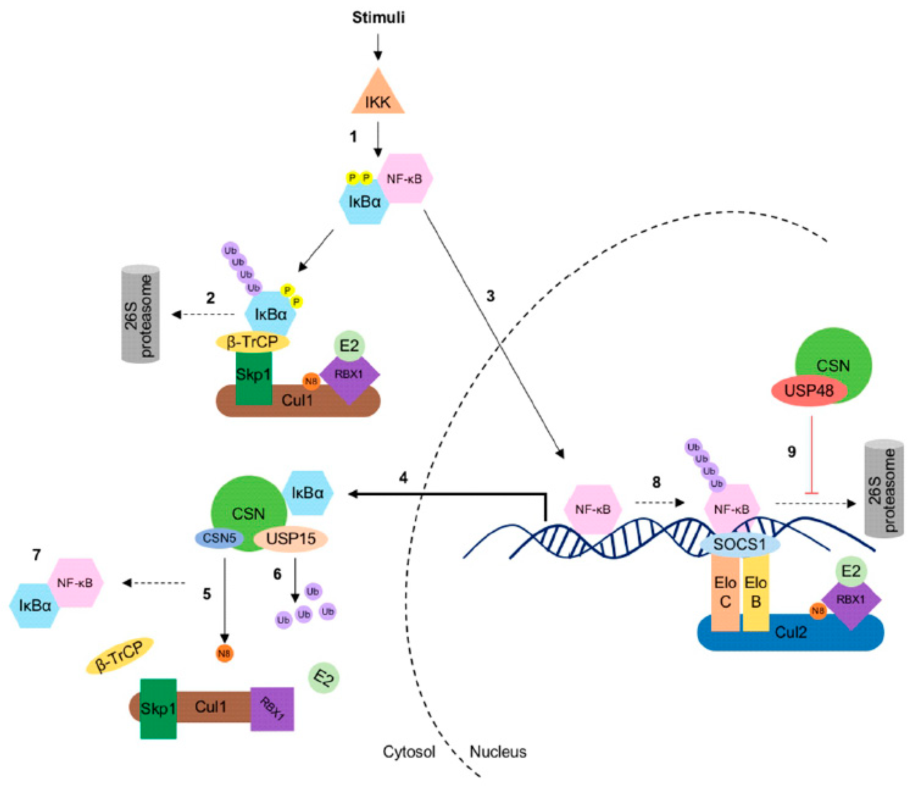 Biomolecules 10 01082 g002 Biomolecules 10 01082 g002