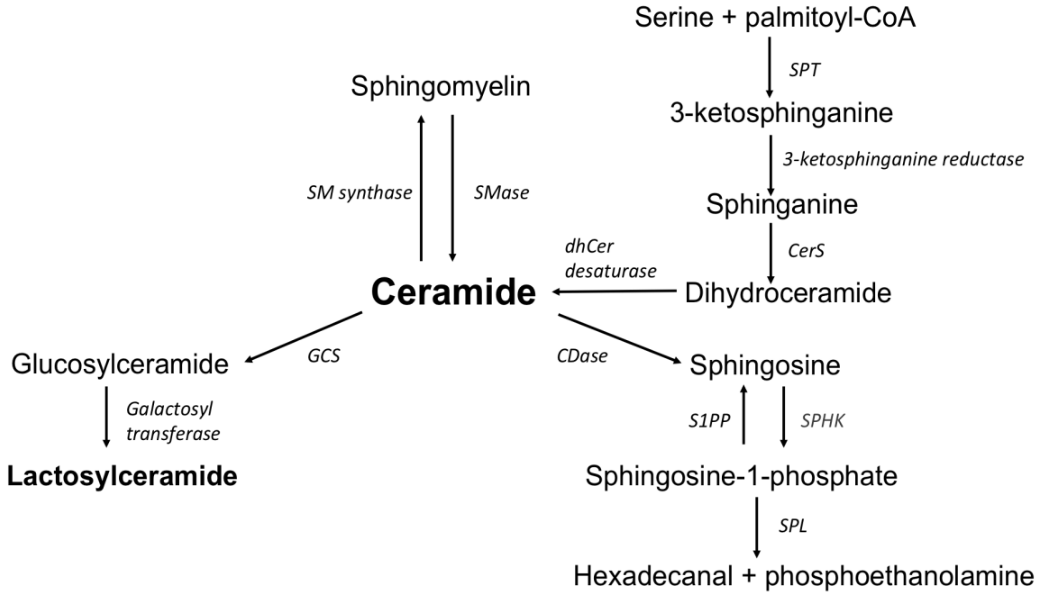 Biomolecules 10 01083 g001