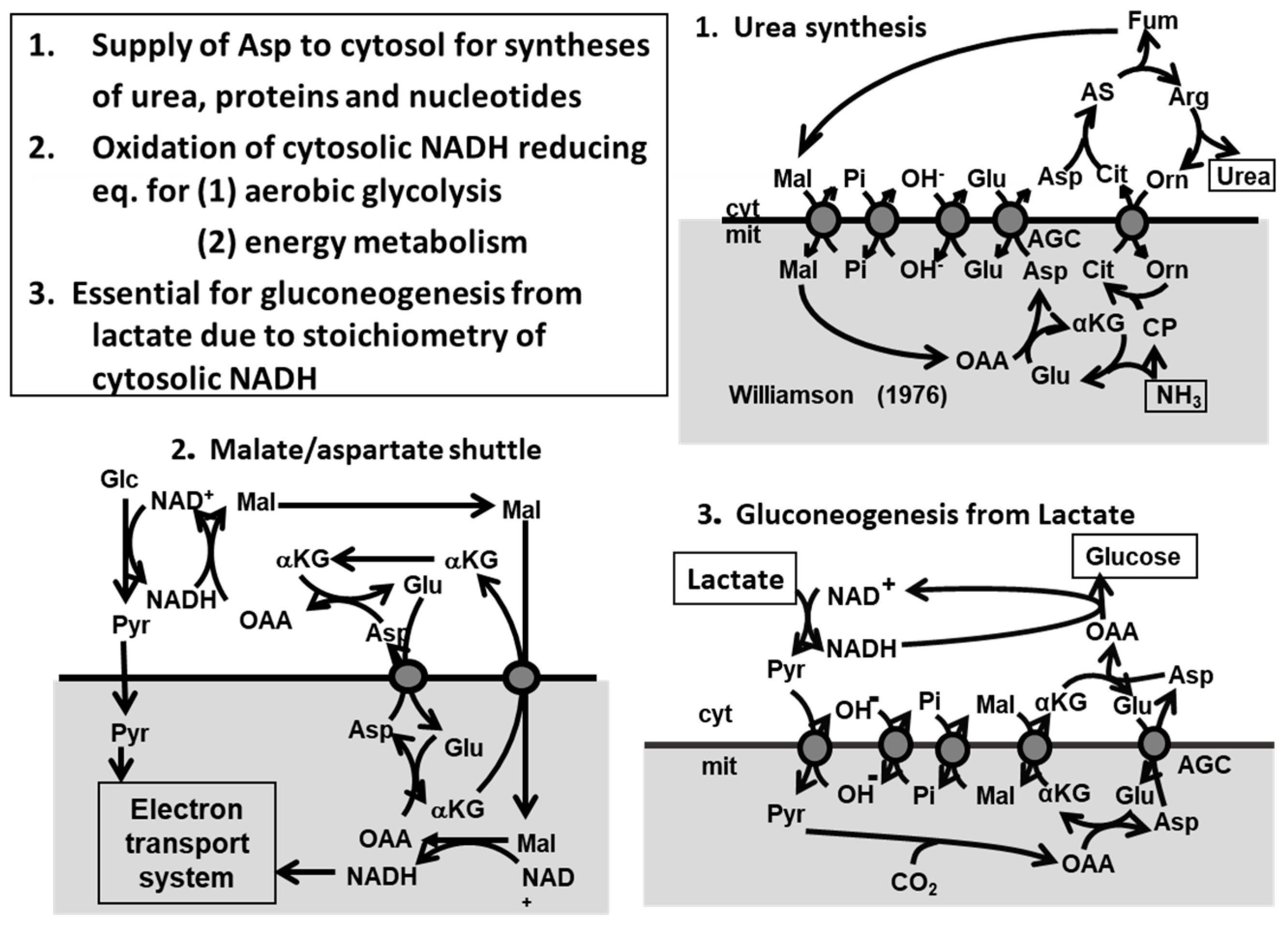 Biomolecules 10 01100 g003