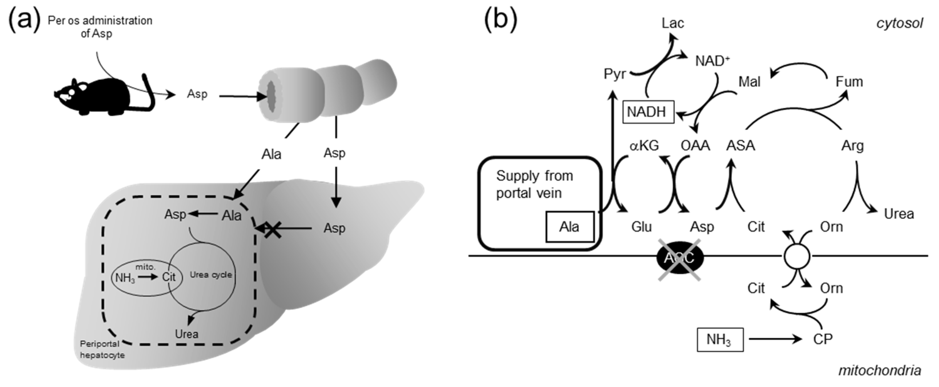 Biomolecules 10 01100 g010