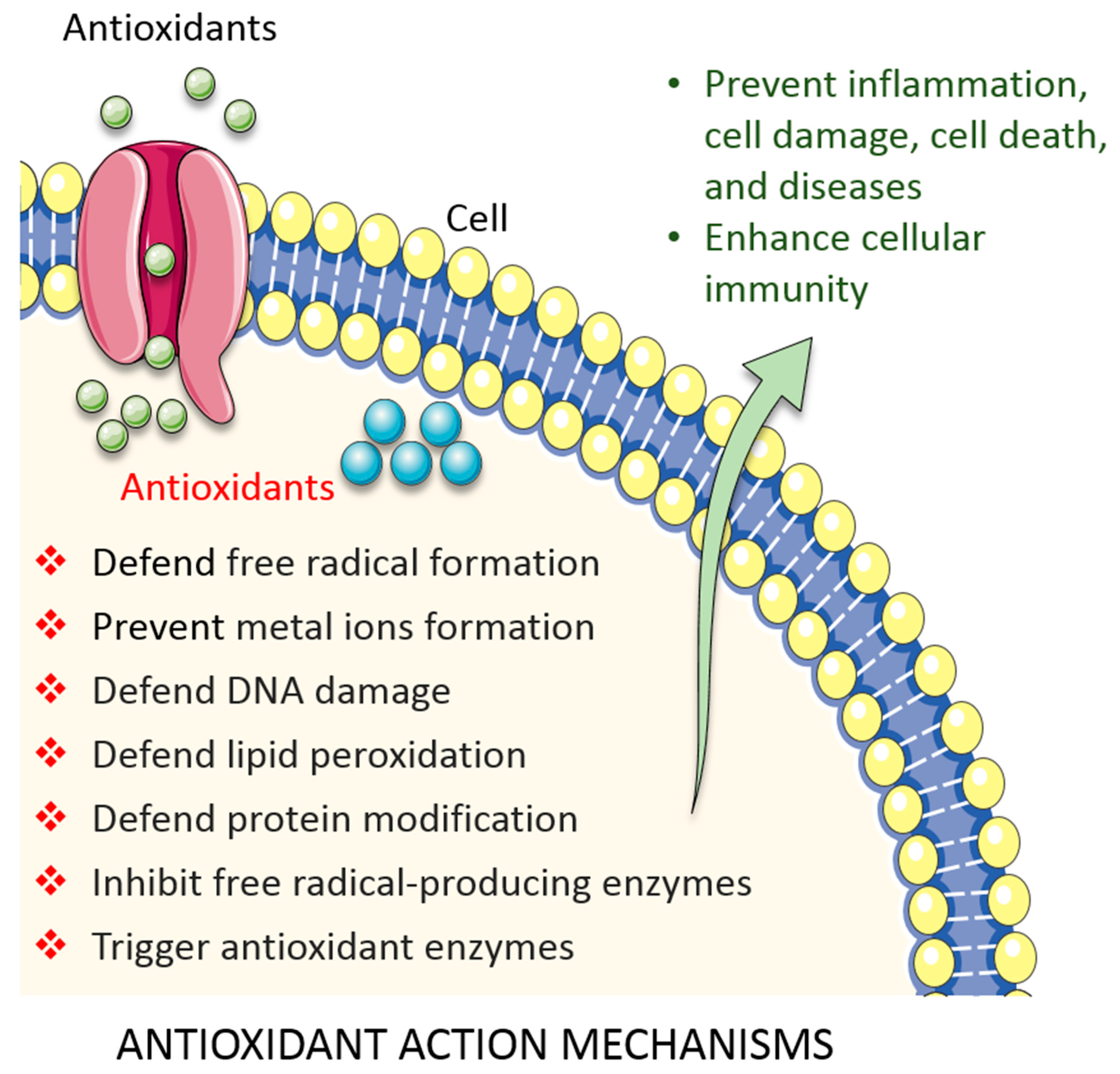 Biomolecules 10 01105 g002