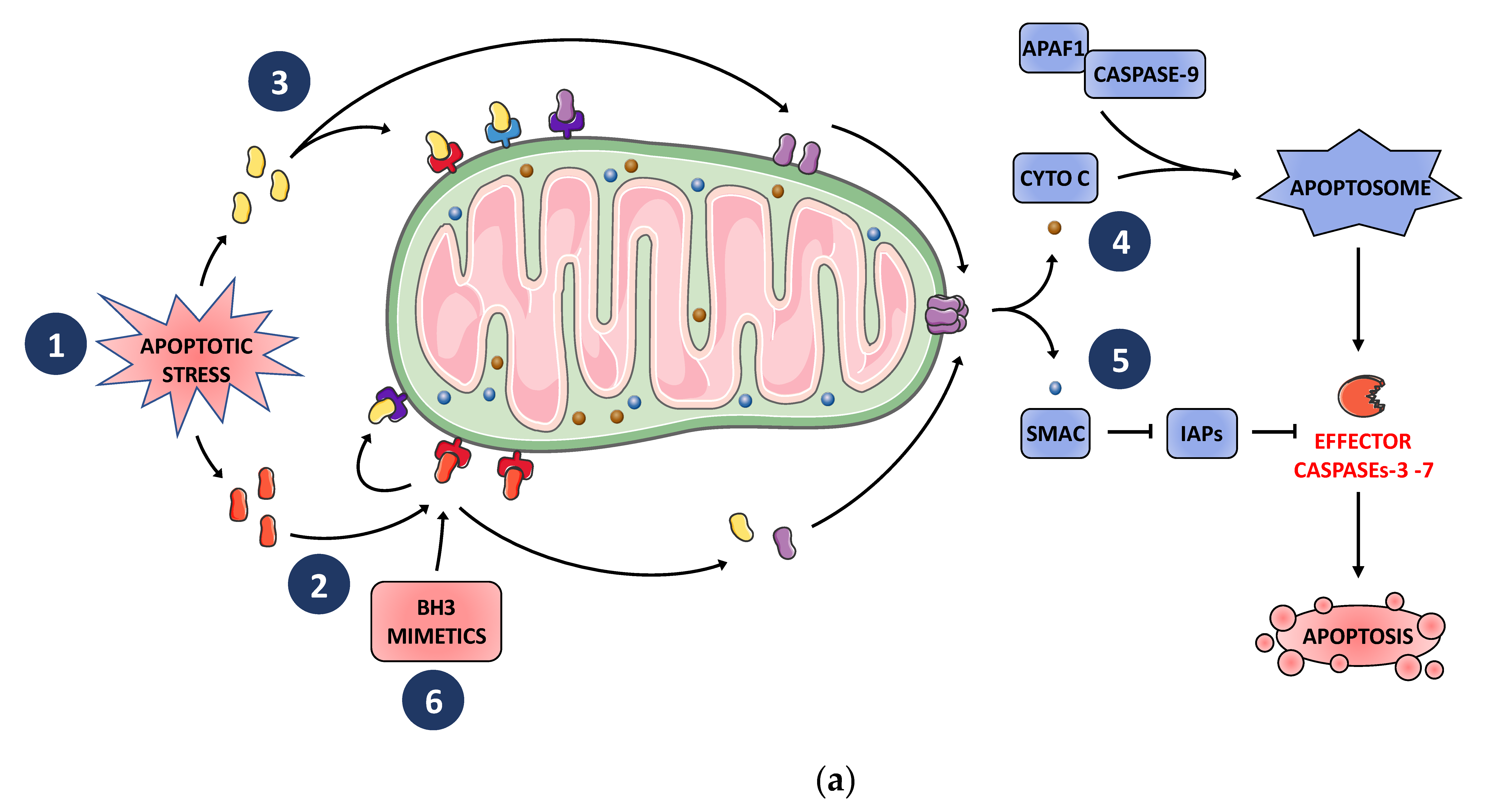 Biomolecules 10 01109 g001a