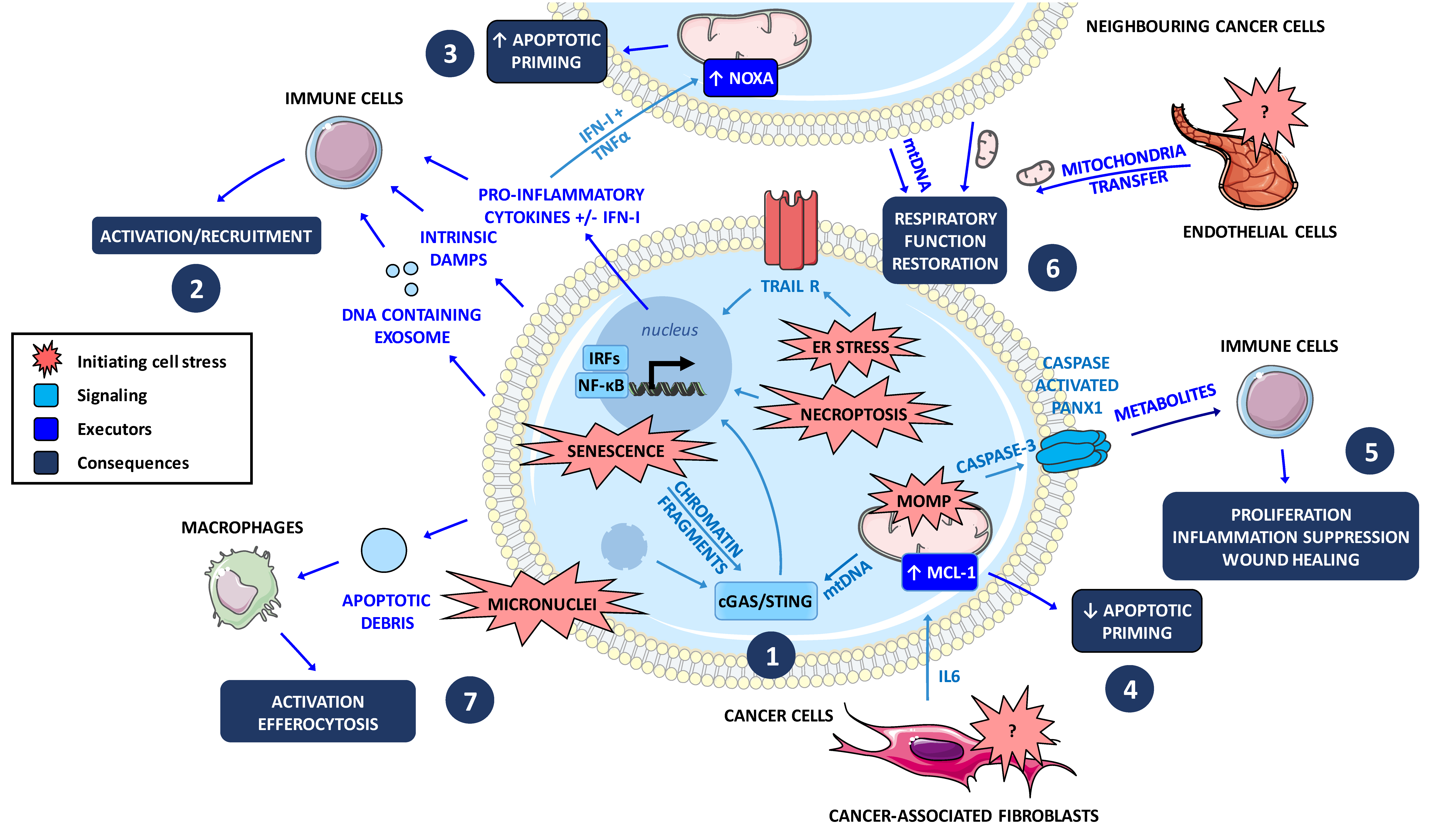 Biomolecules 10 01109 g004