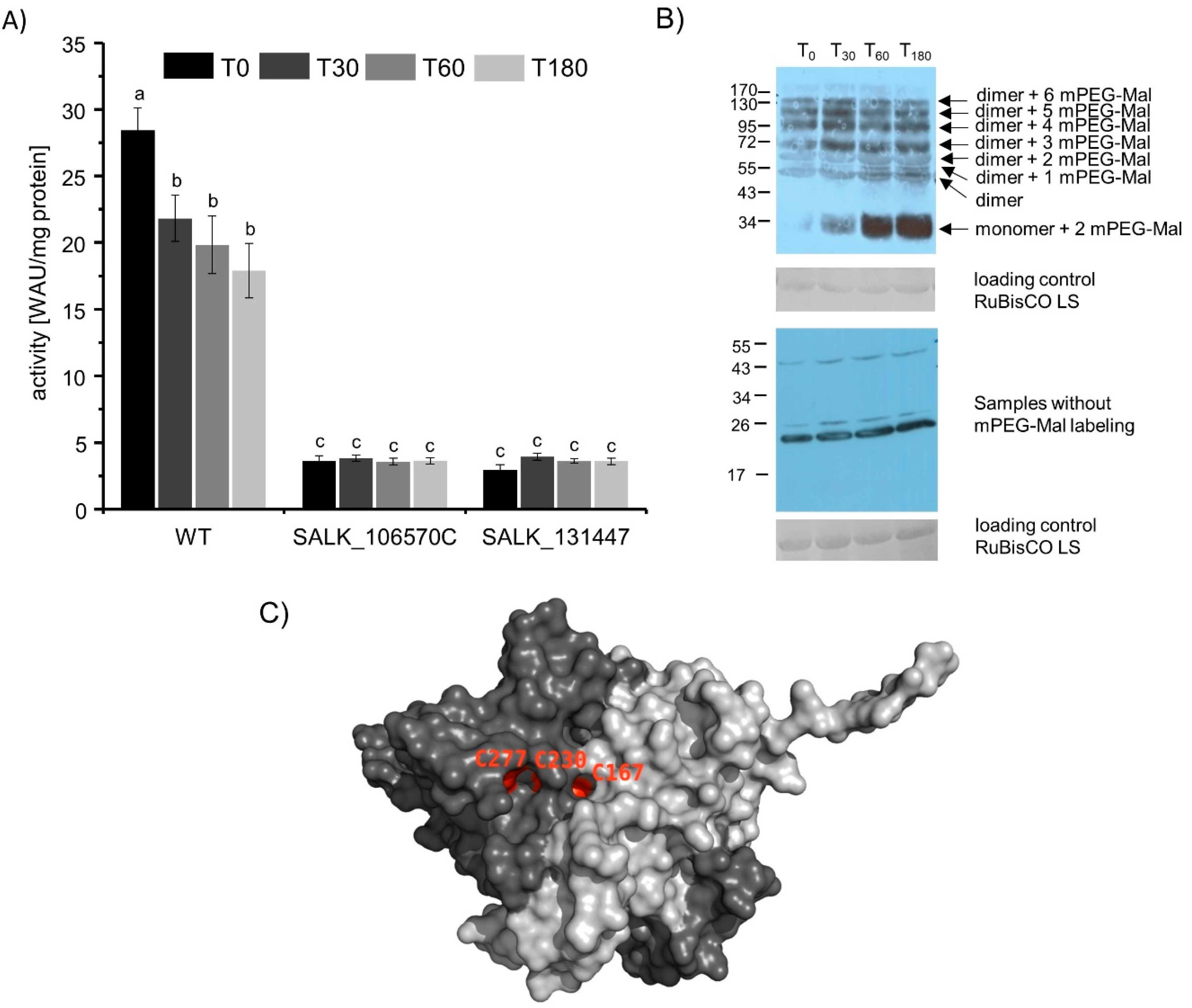 Biomolecules 10 01125 g004