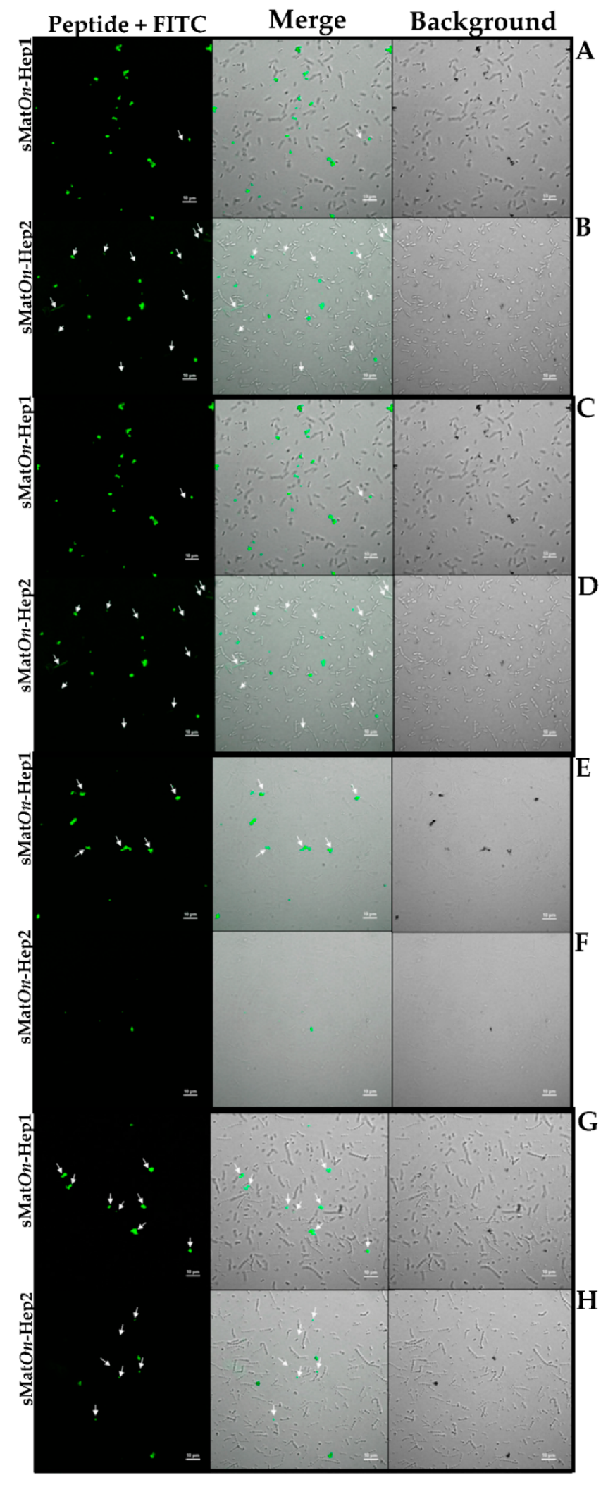 Biomolecules 10 01132 g007