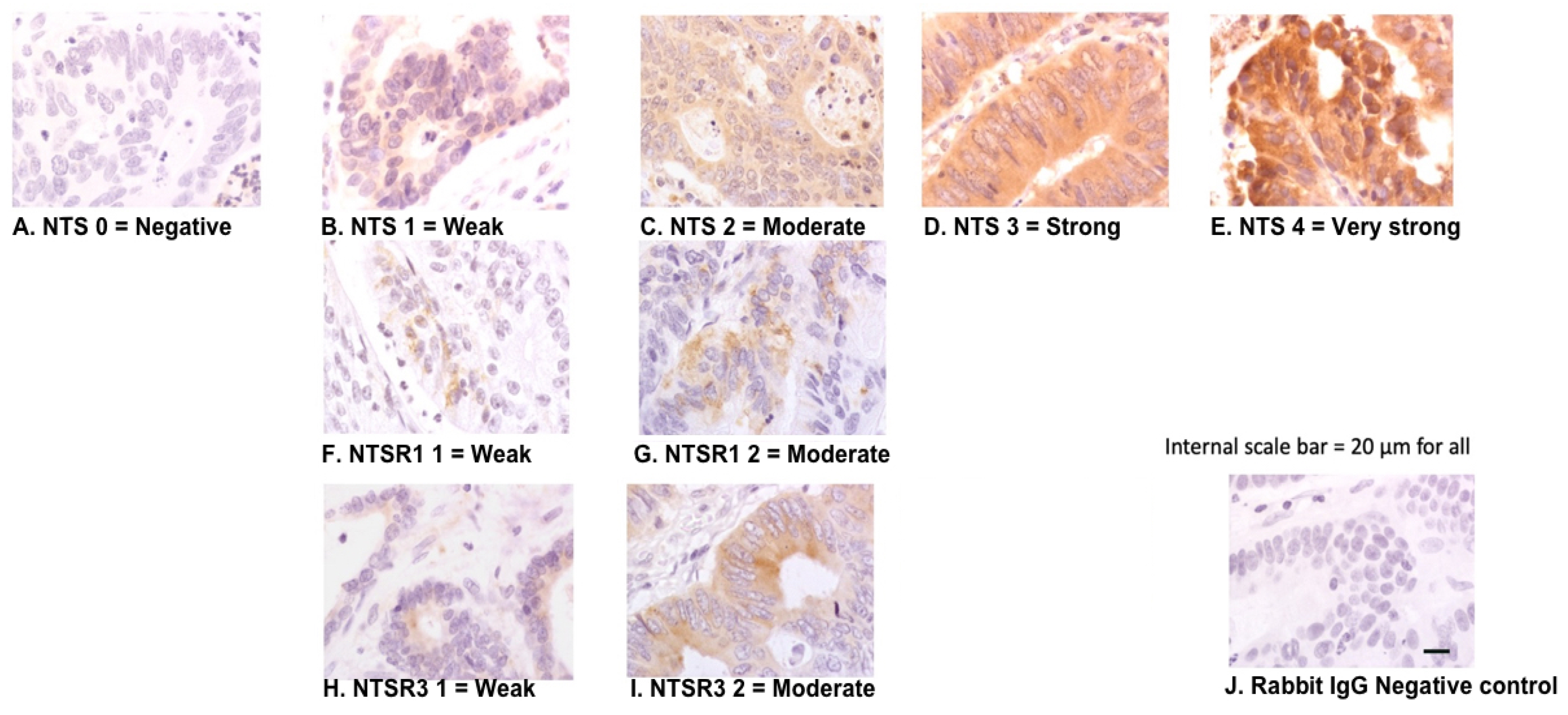 Biomolecules 10 01145 g001