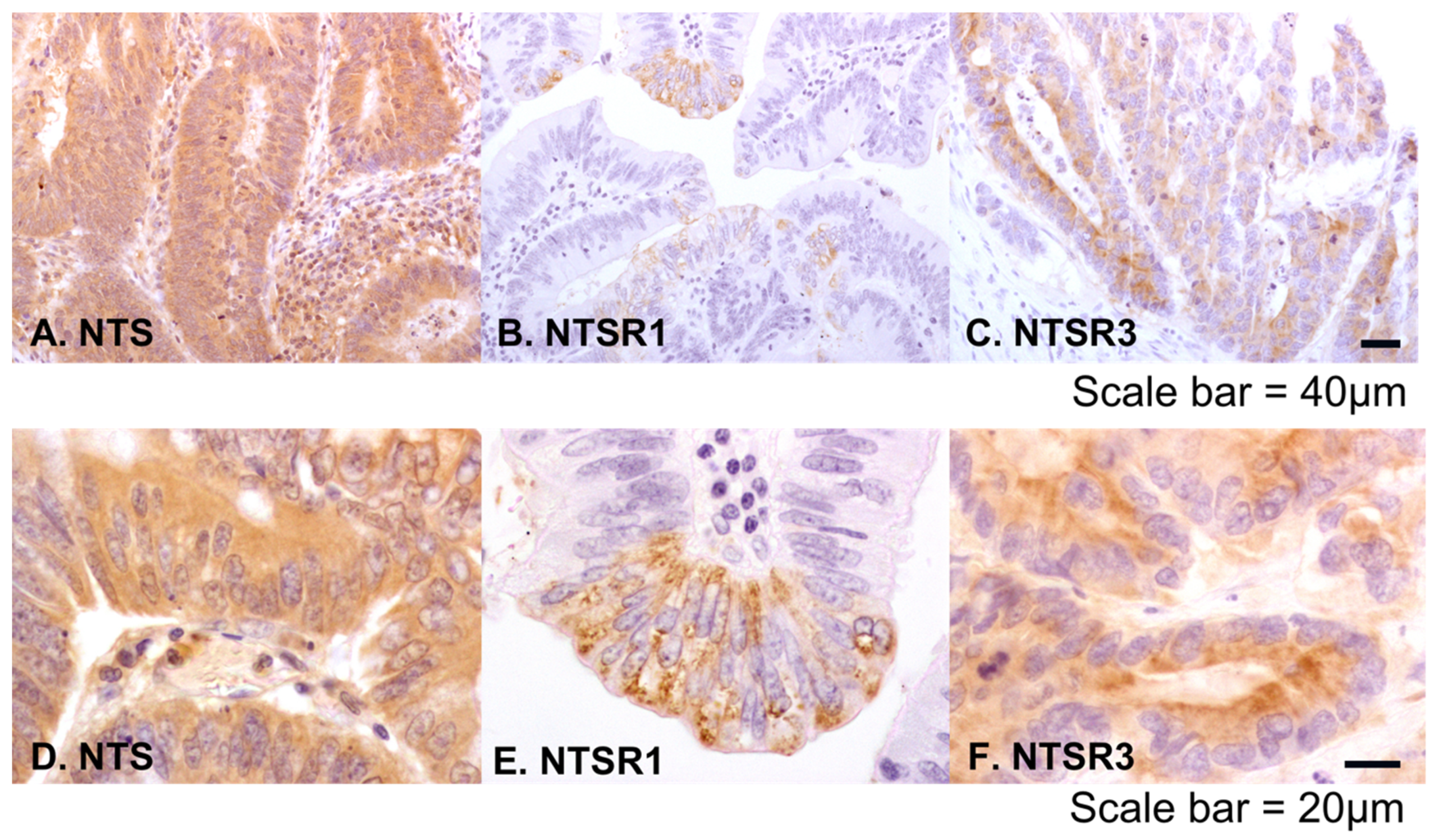 Biomolecules 10 01145 g002