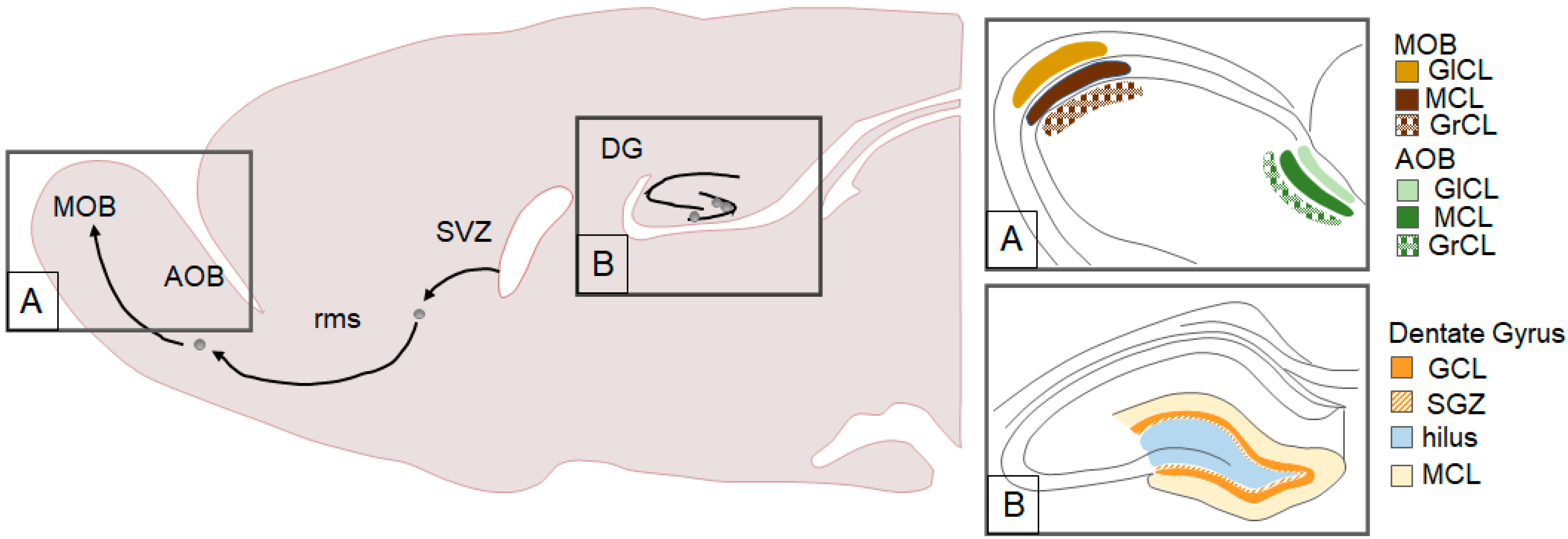Biomolecules 10 01151 g001