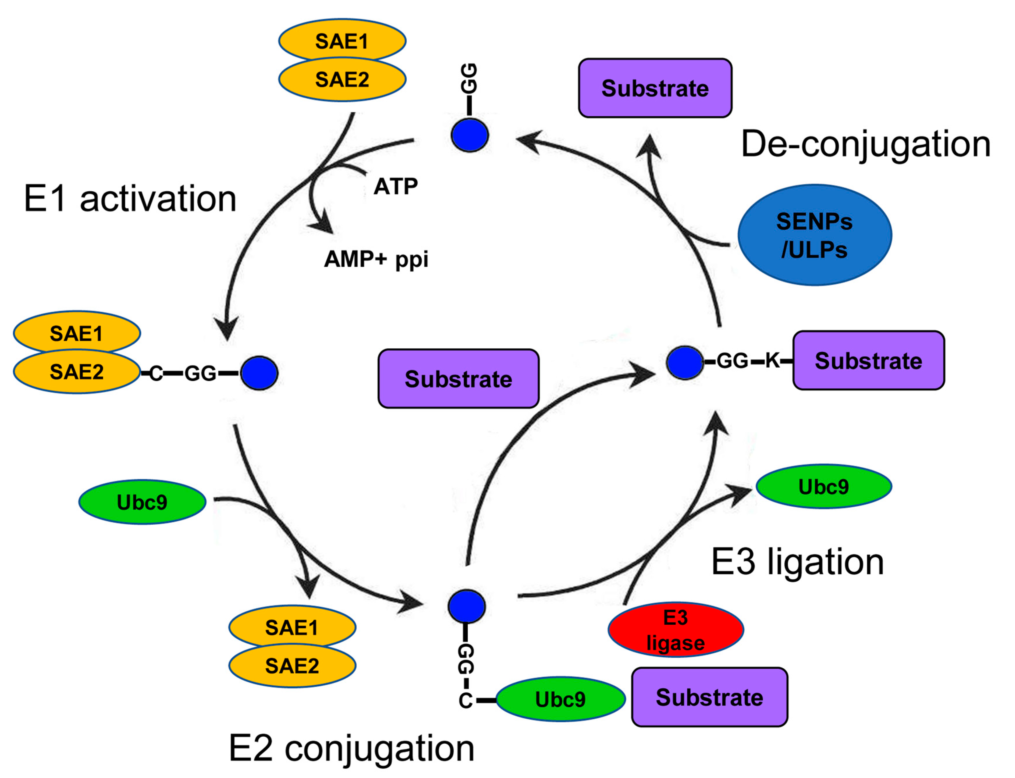 Biomolecules 10 01154 g001 Biomolecules 10 01154 g001