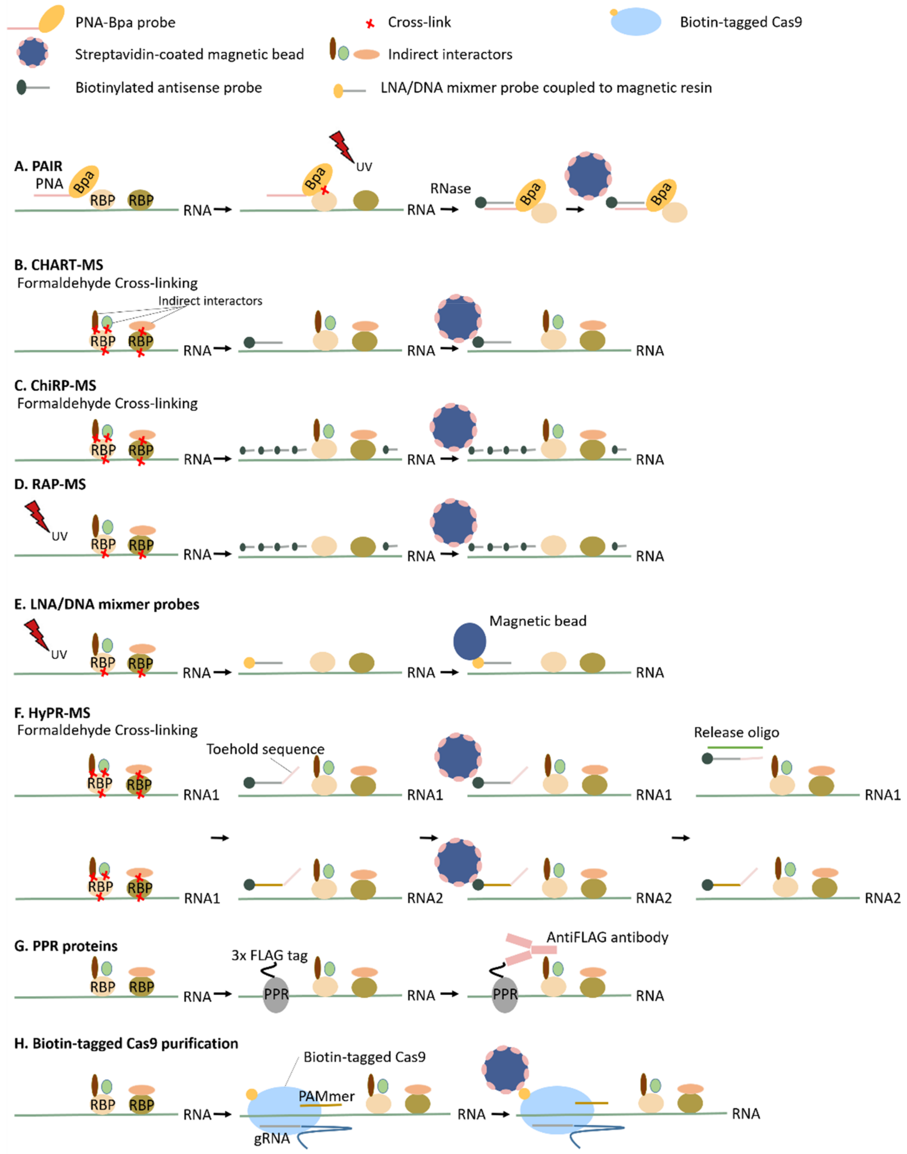 Biomolecules 10 01160 g002