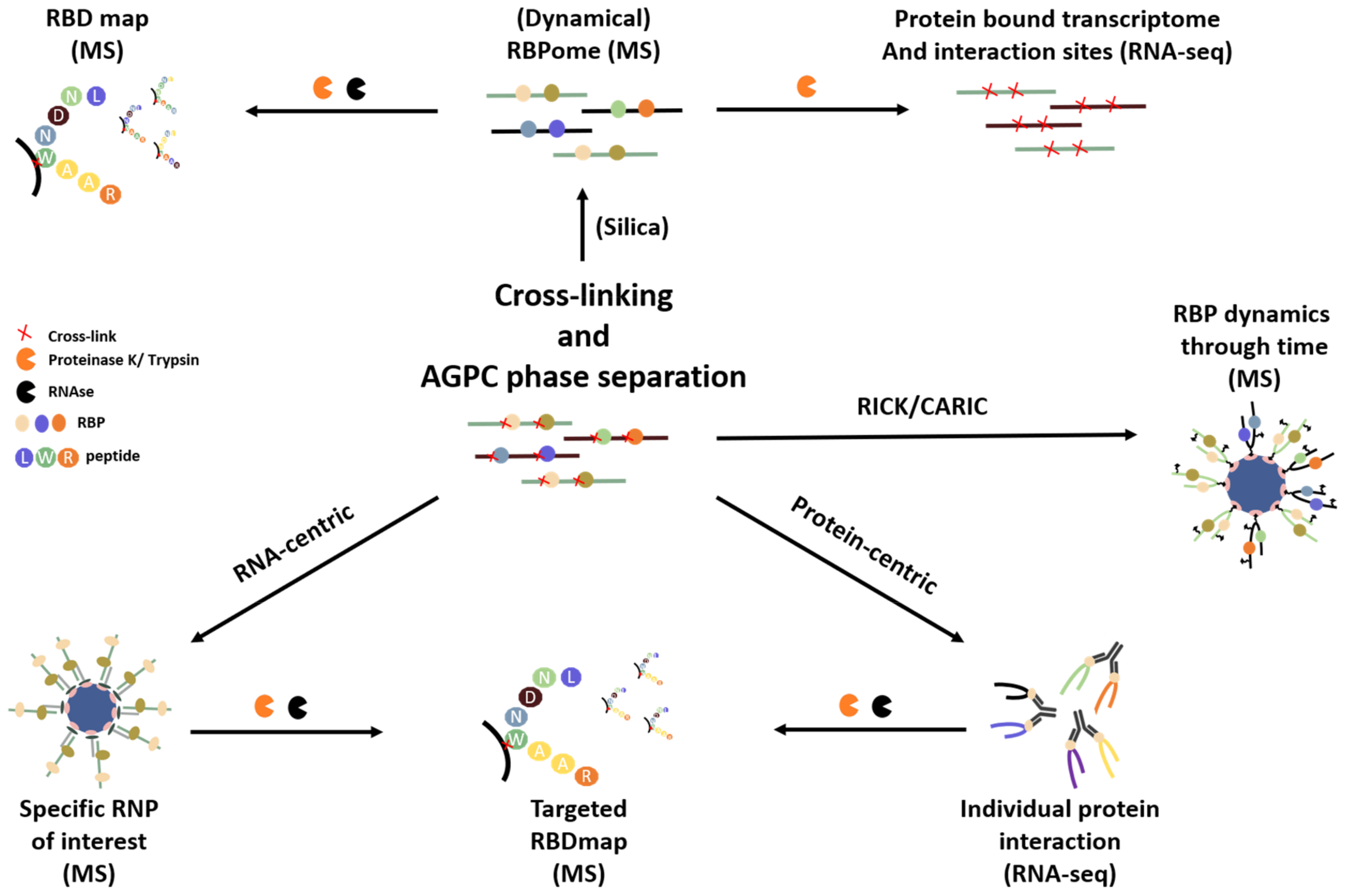 Biomolecules 10 01160 g004