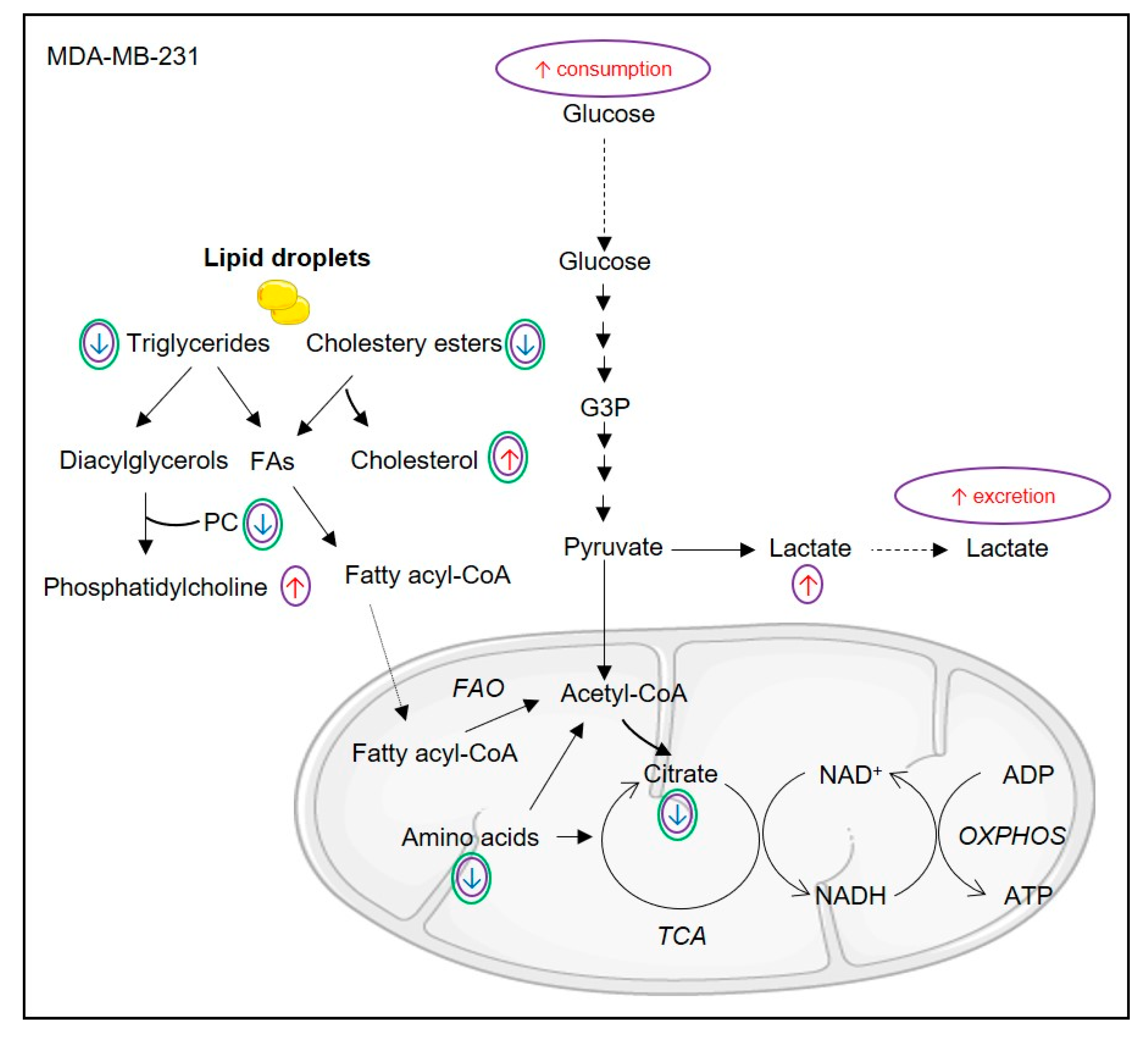 Biomolecules 10 01163 g006