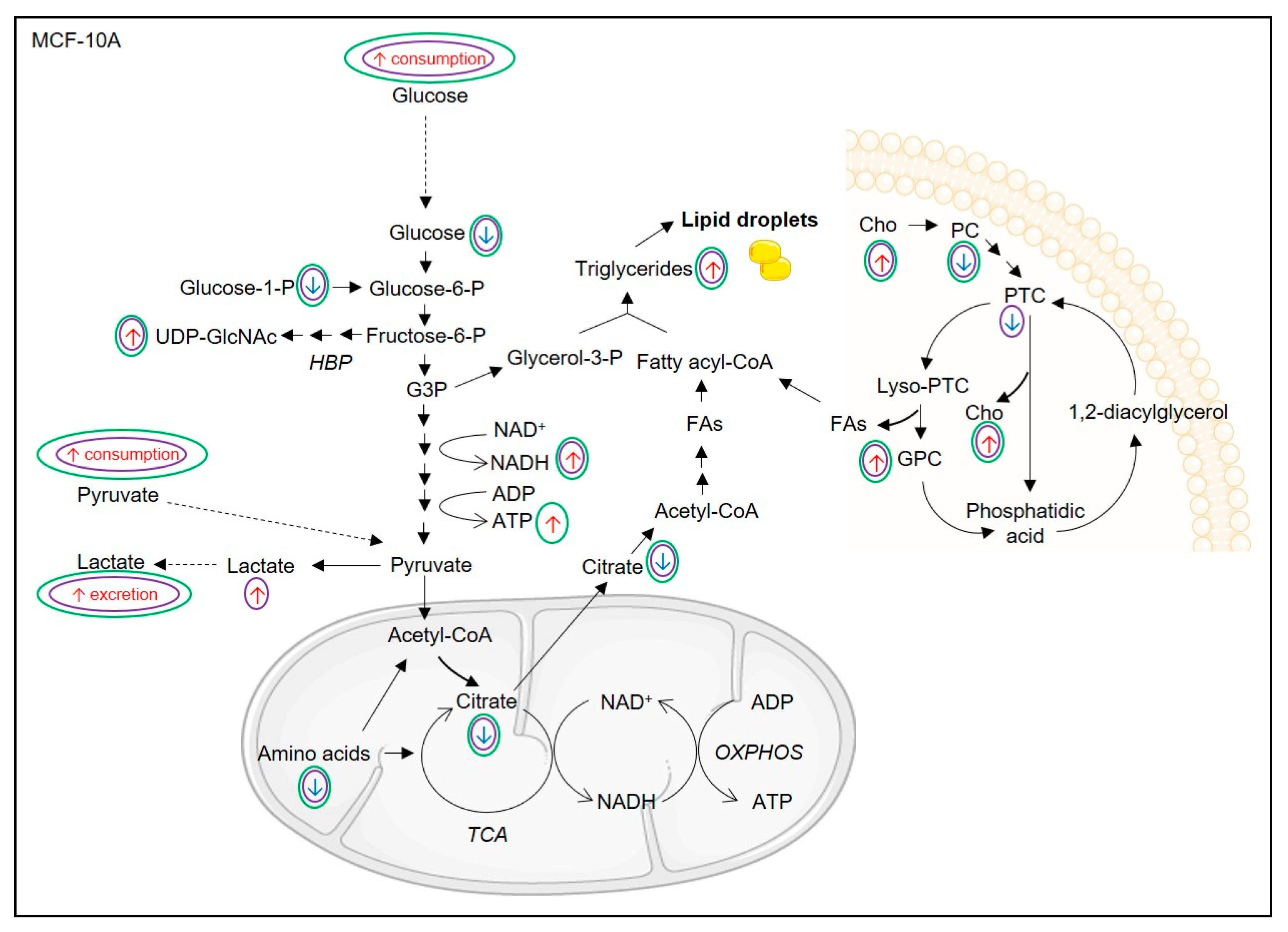 Biomolecules 10 01163 g007