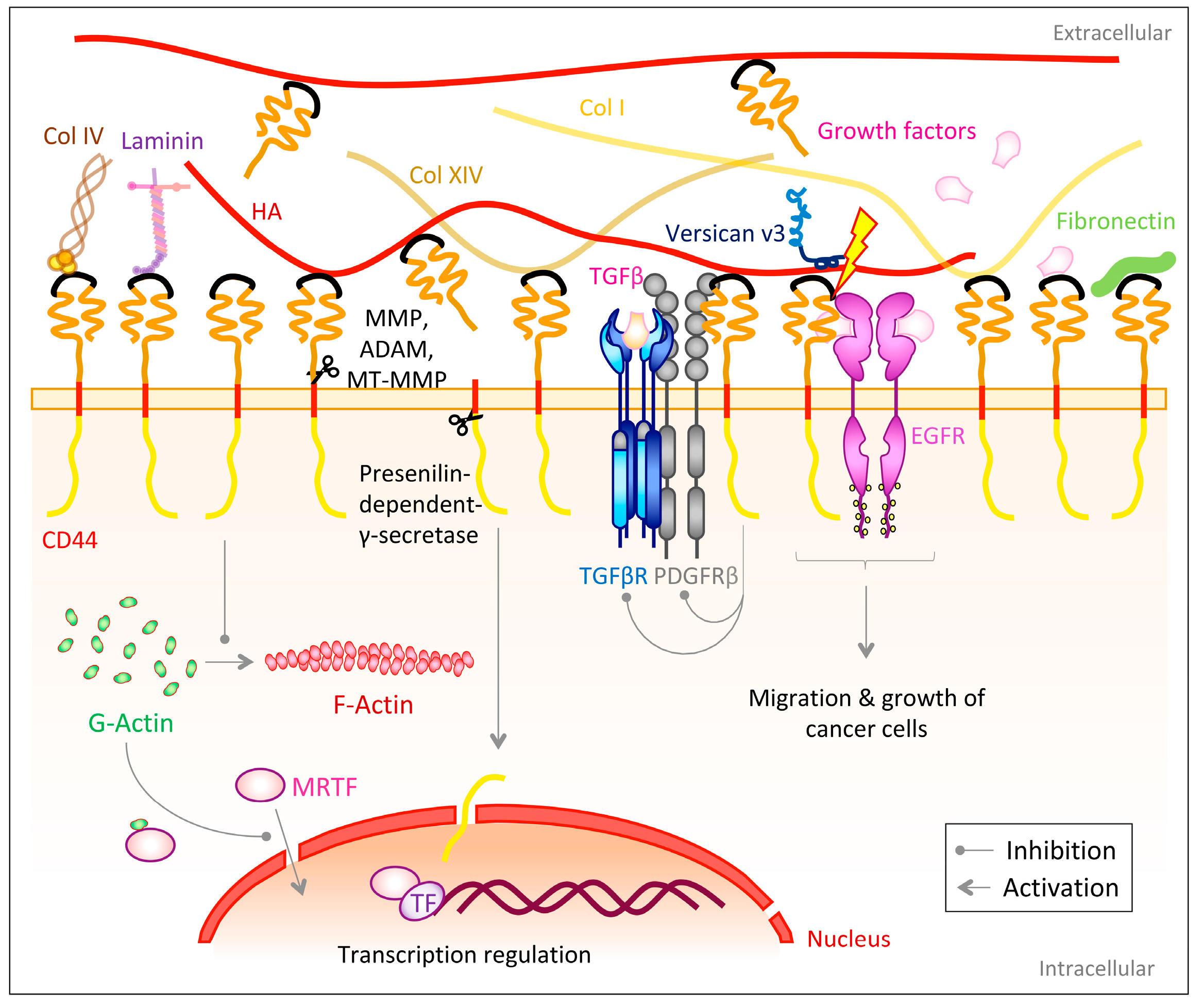 Biomolecules 10 01170 g005