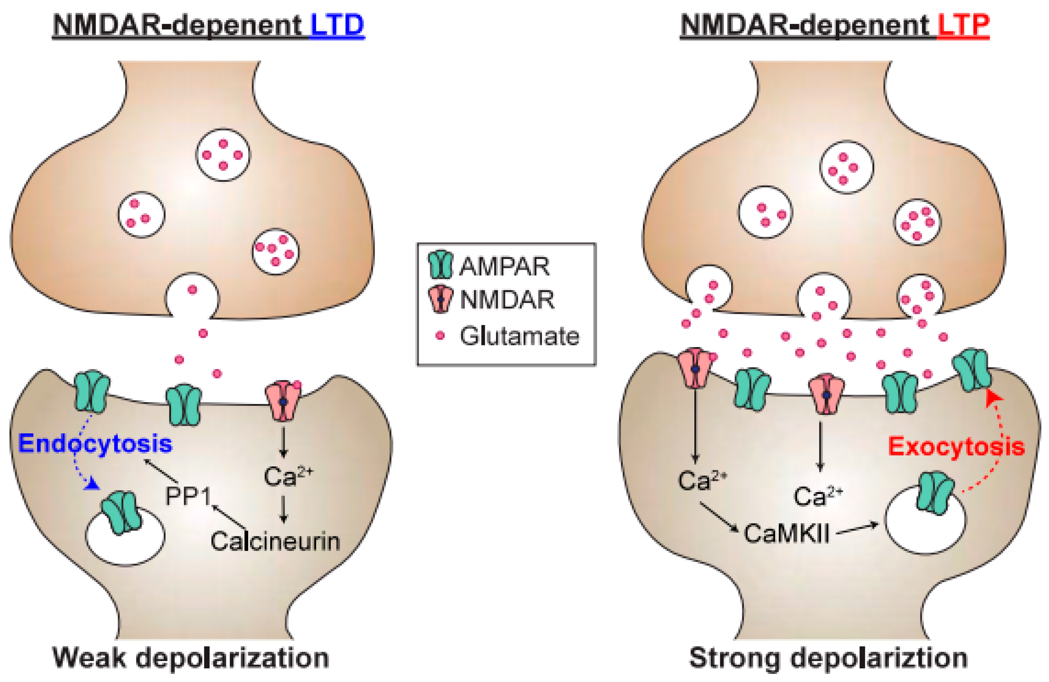 Biomolecules 10 01172 g003