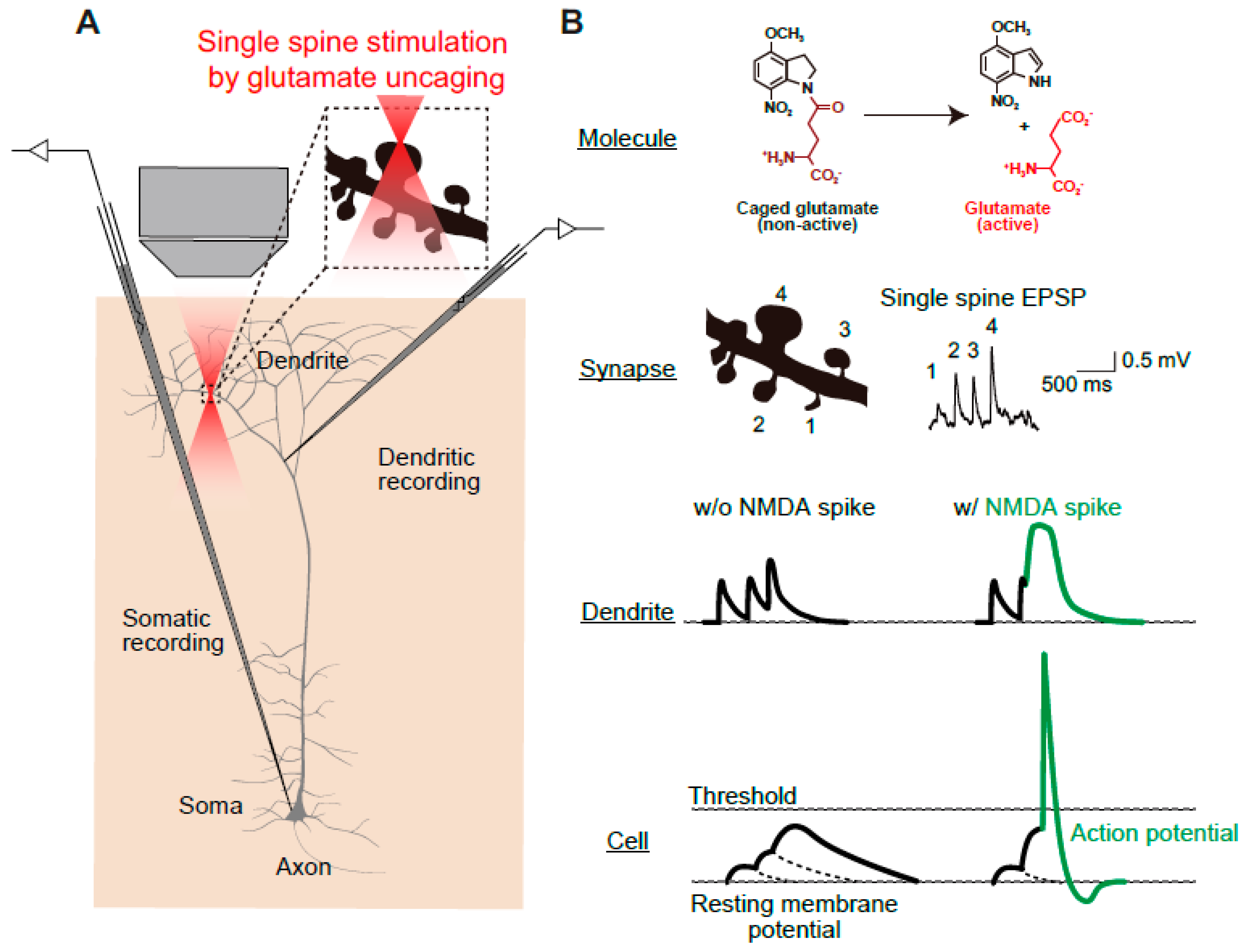 Biomolecules 10 01172 g004