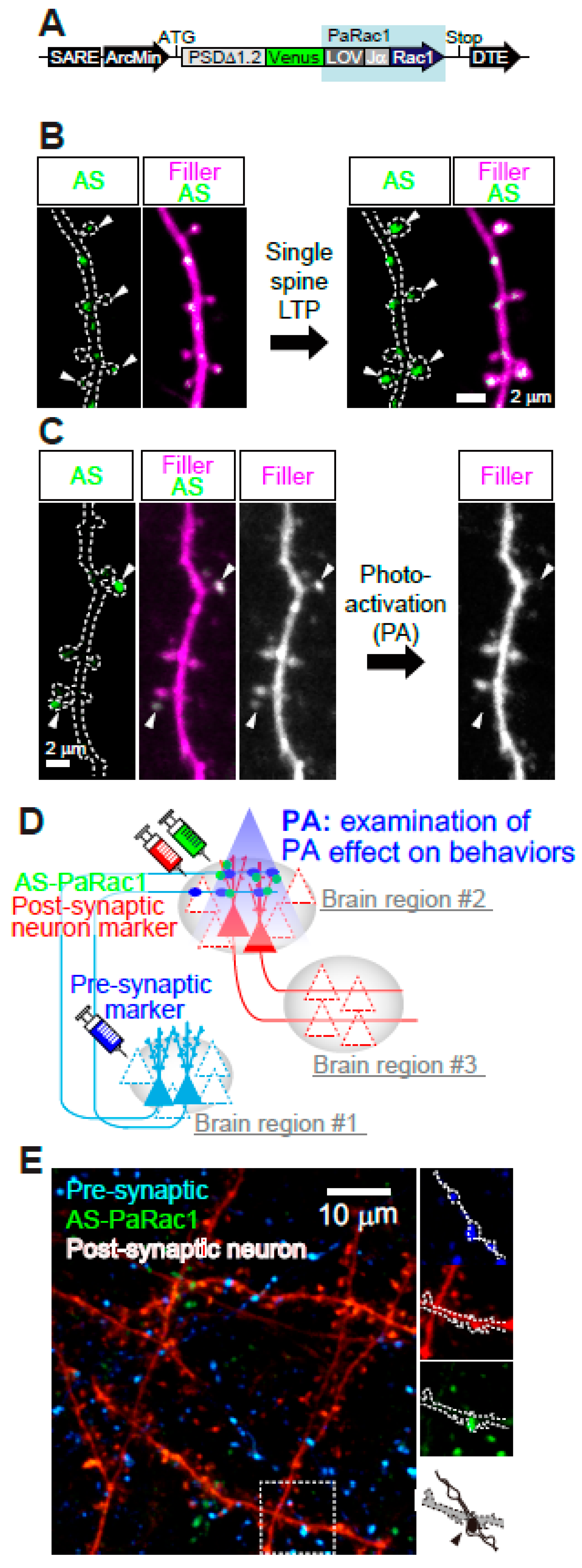 Biomolecules 10 01172 g006