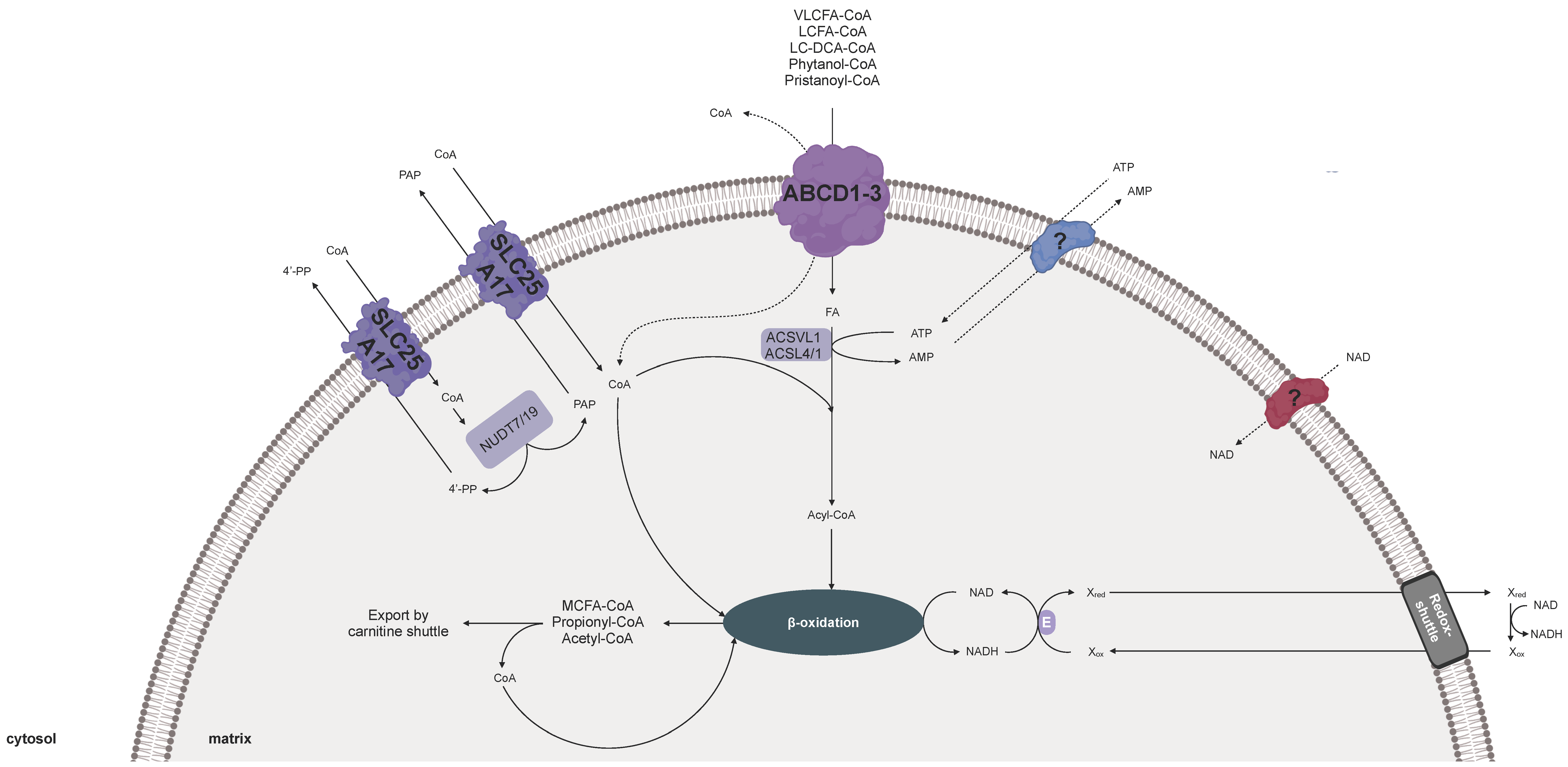 Biomolecules 10 01174 g002
