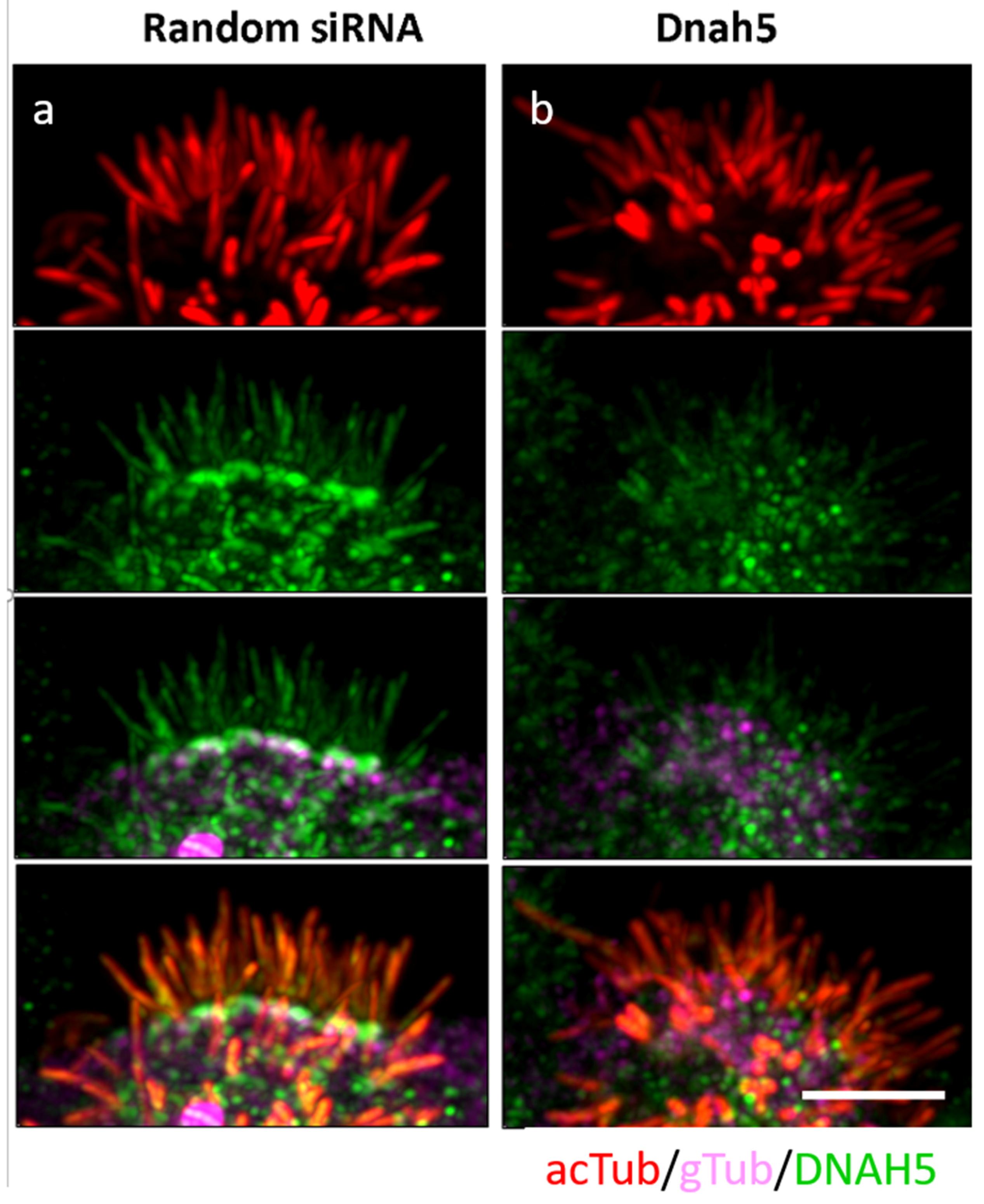 Biomolecules 10 01182 g004 Biomolecules 10 01182 g004