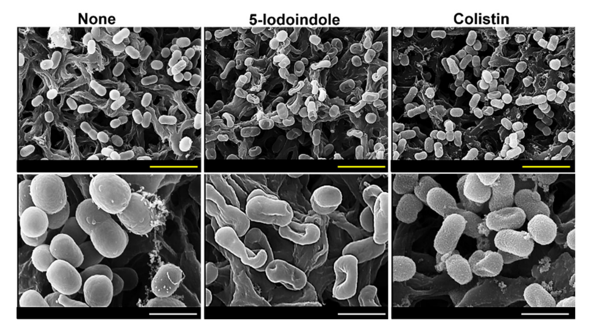 Biomolecules 10 01186 g005