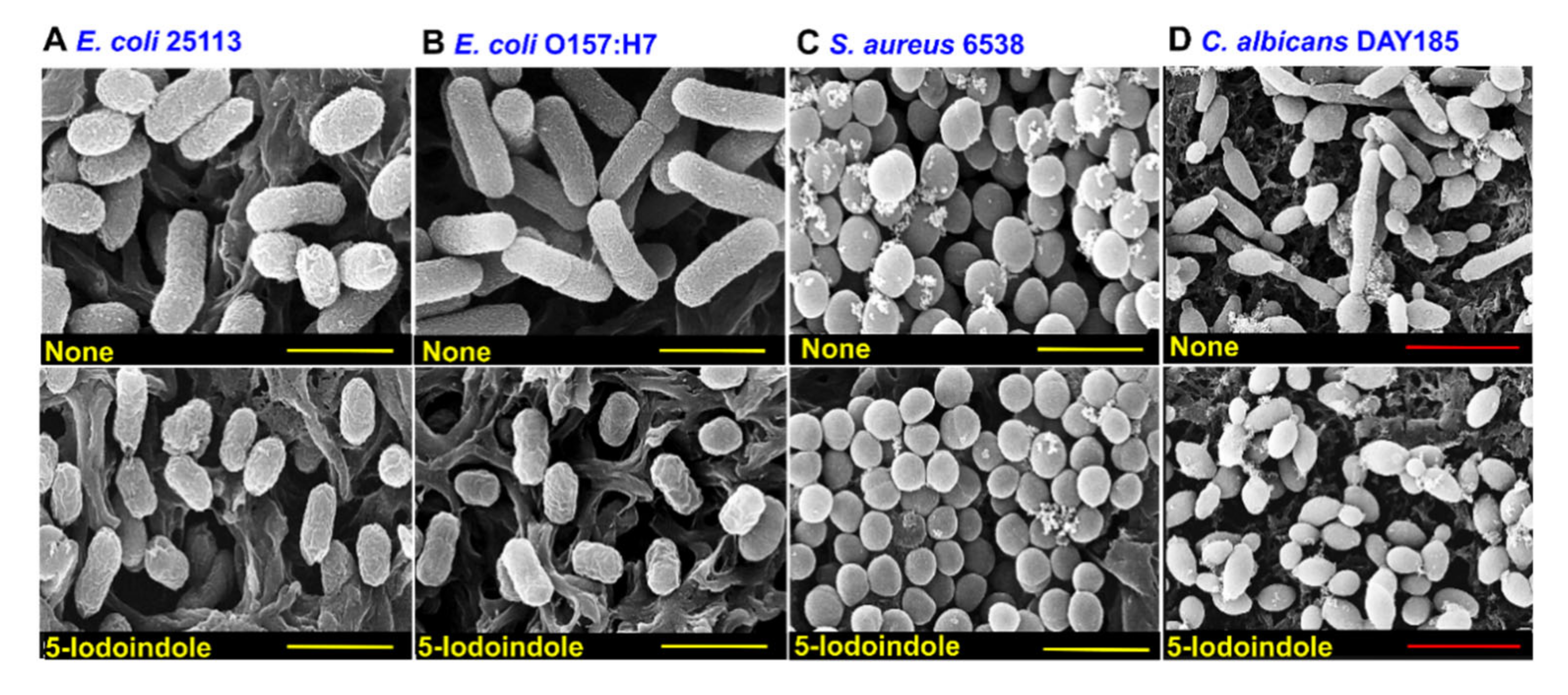 Biomolecules 10 01186 g008