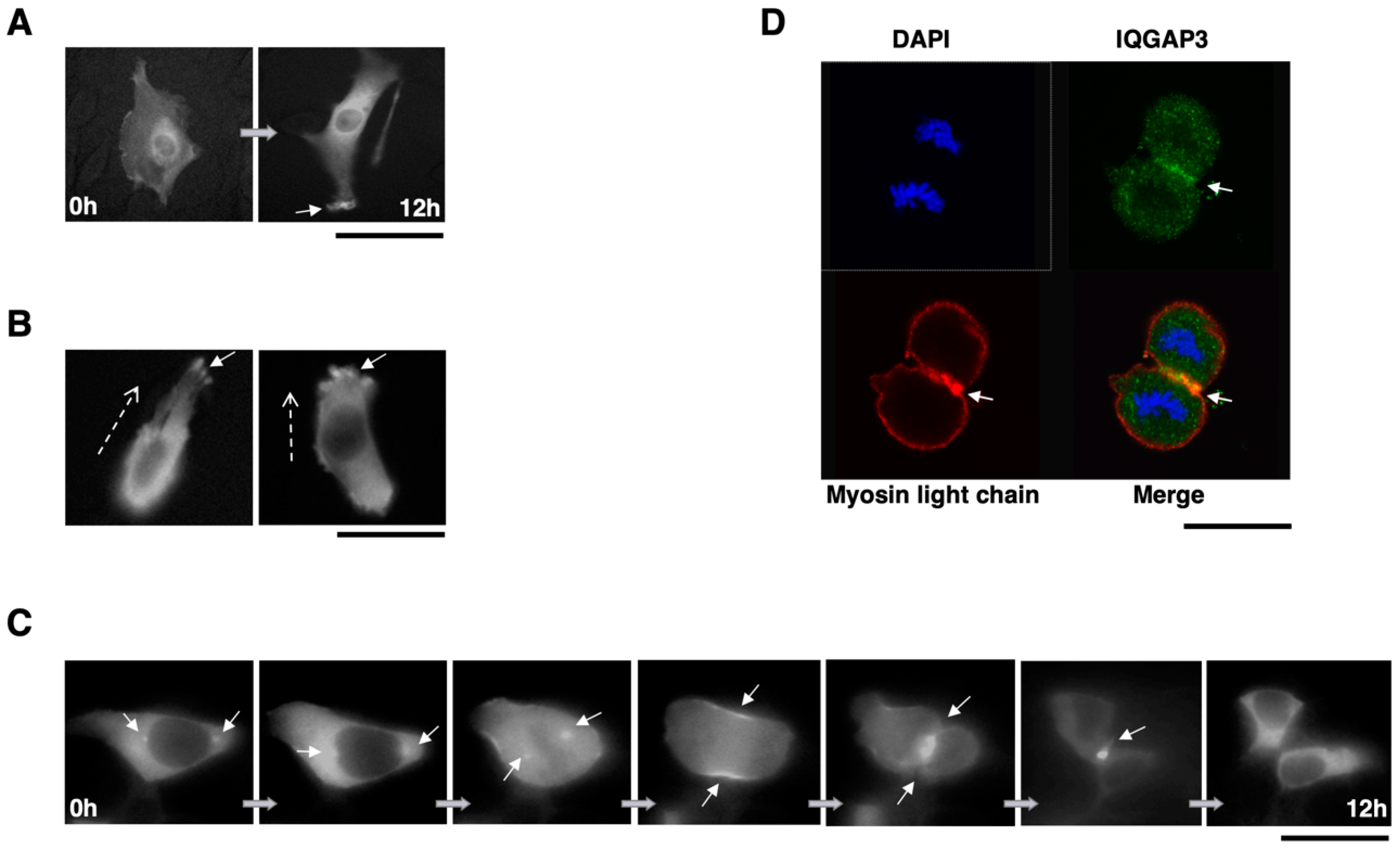 Biomolecules 10 01194 g007 Biomolecules 10 01194 g007