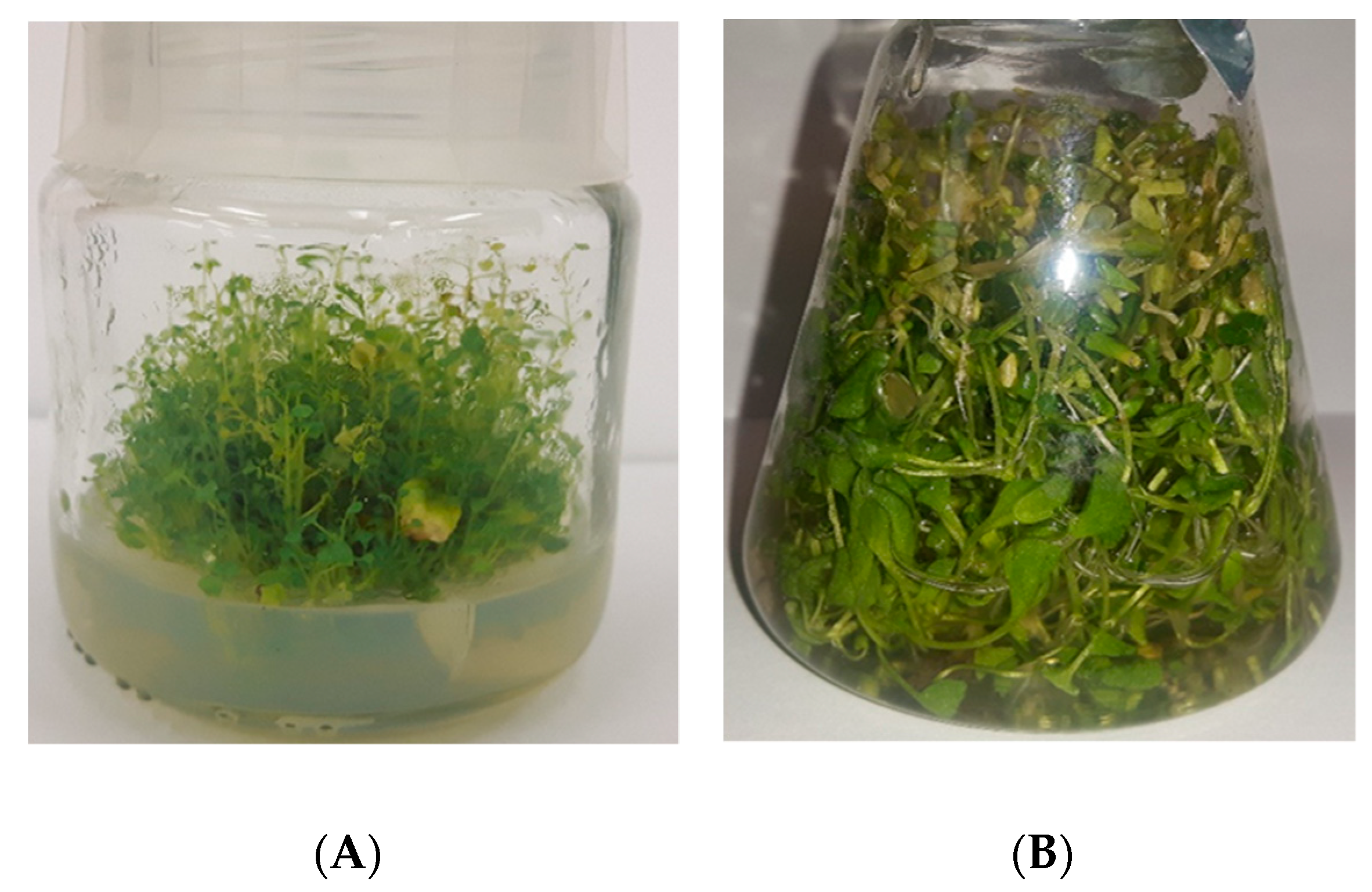 Biomolecules 10 01216 g001