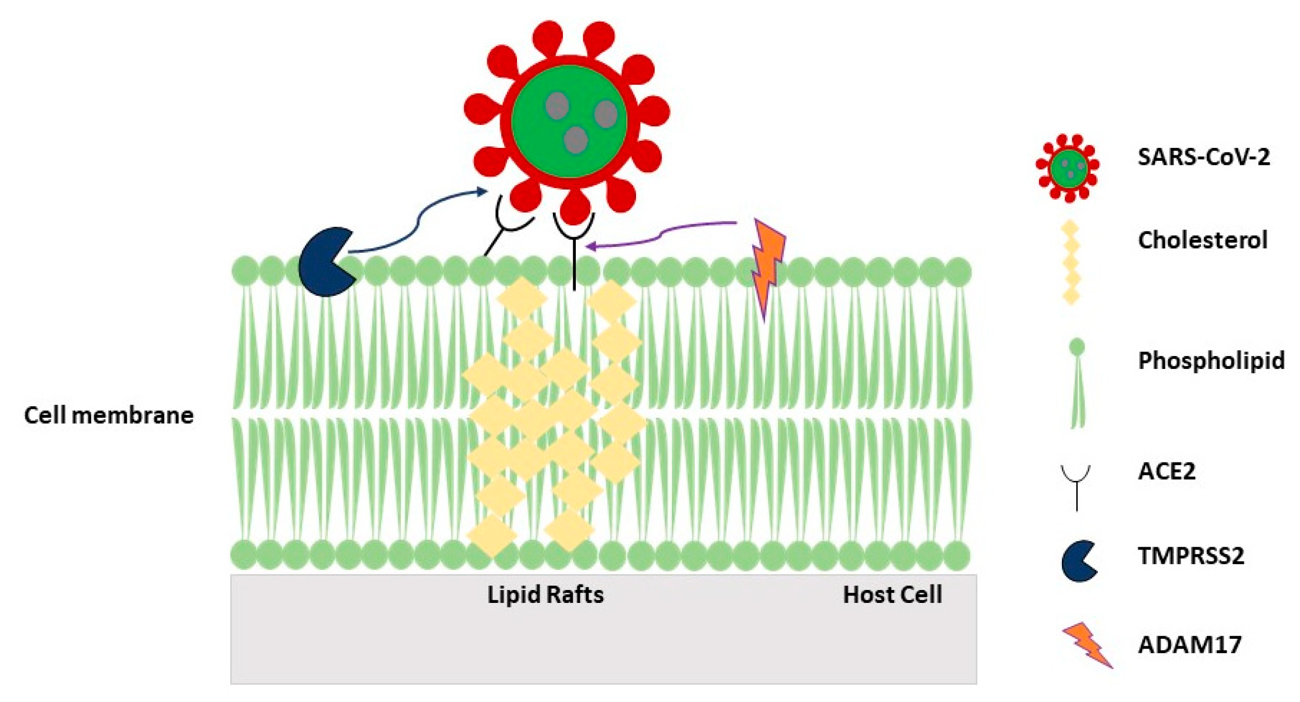 Biomolecules 10 01218 g002