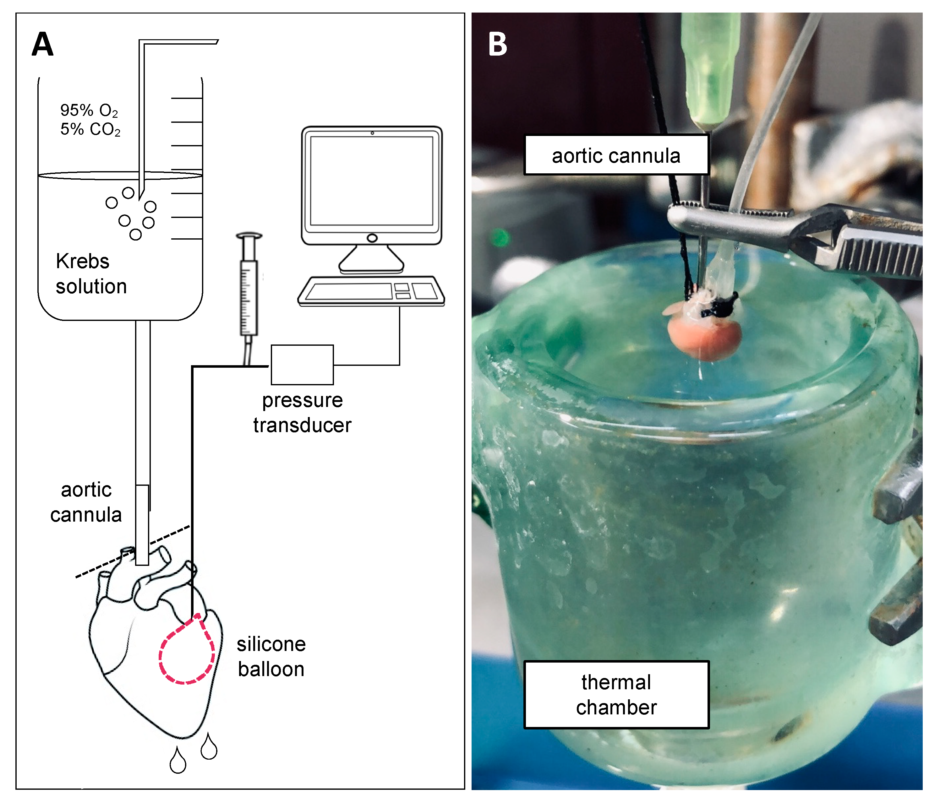 Biomolecules 10 01225 g001