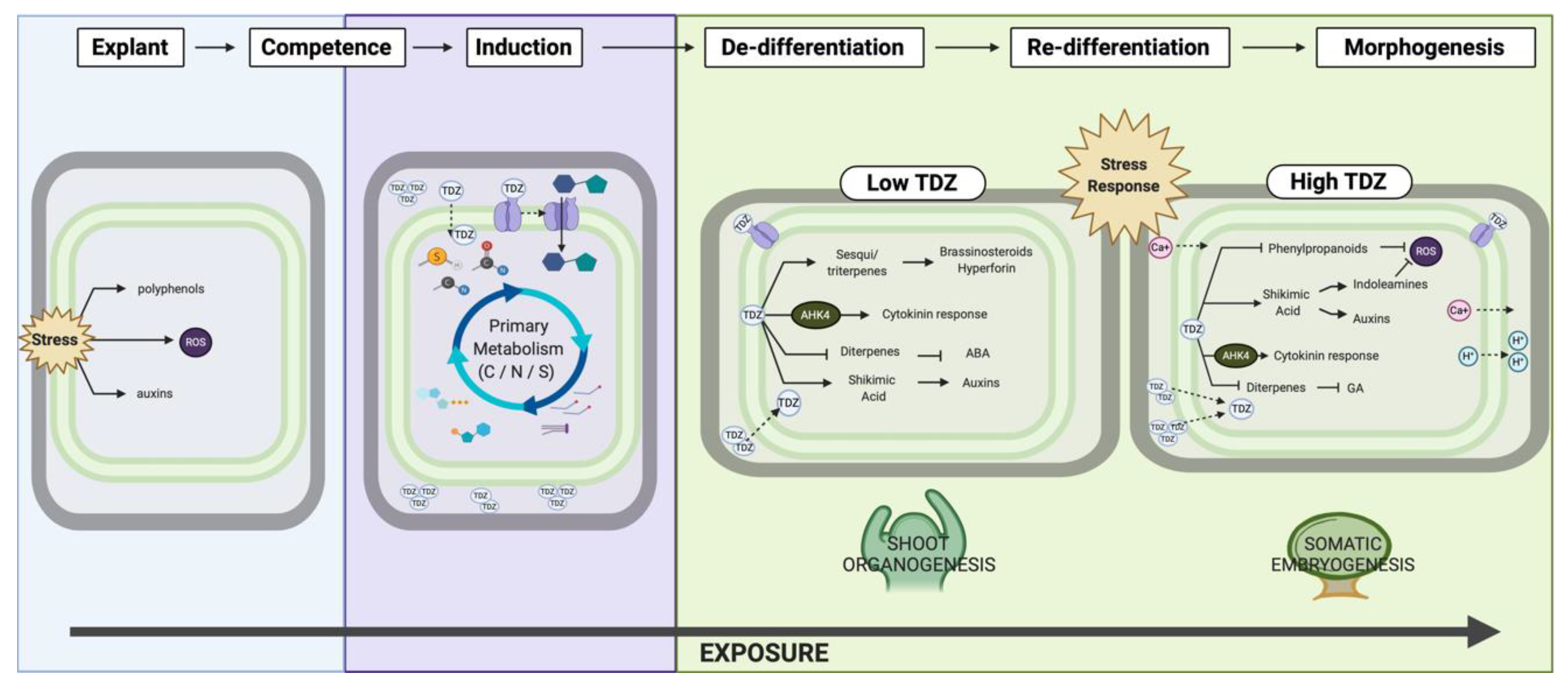 Biomolecules 10 01253 g010