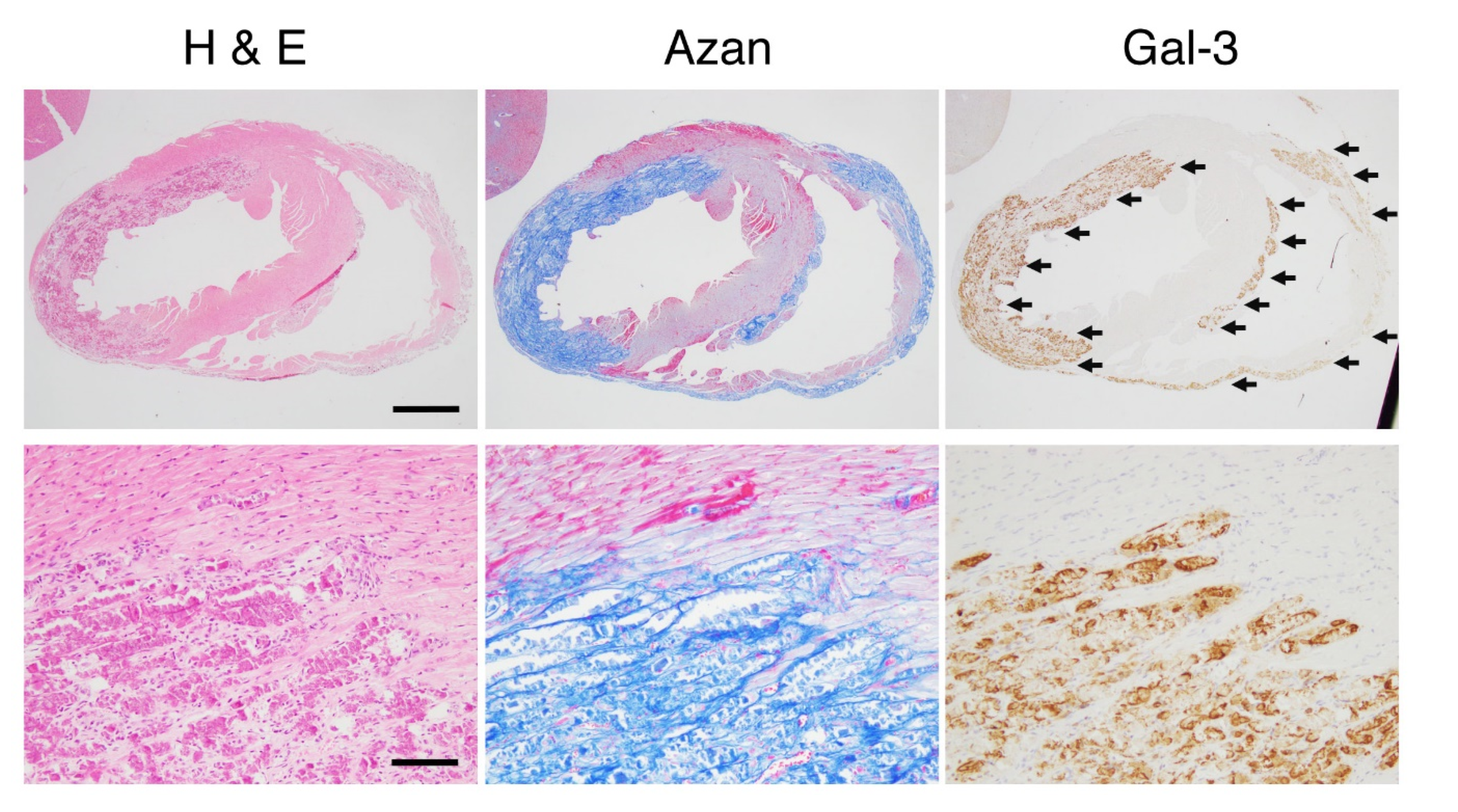 Biomolecules 10 01277 g002 Biomolecules 10 01277 g002