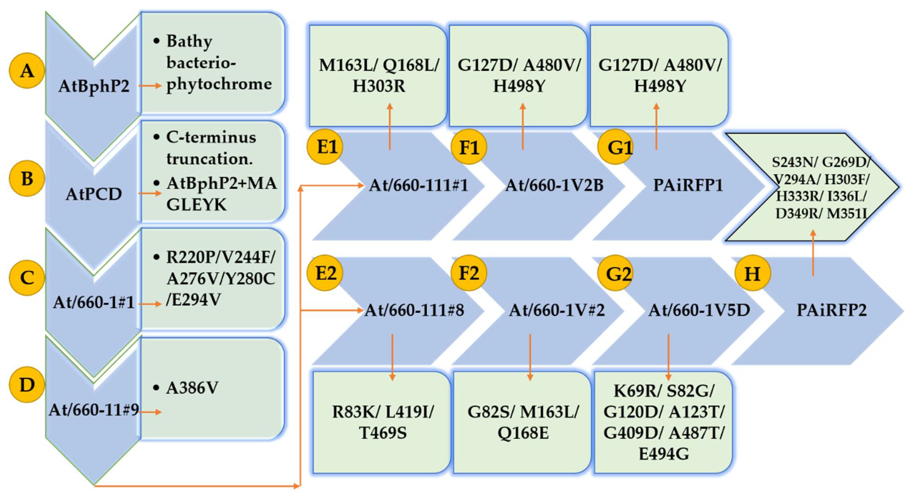 Biomolecules 10 01286 g010 Biomolecules 10 01286 g010