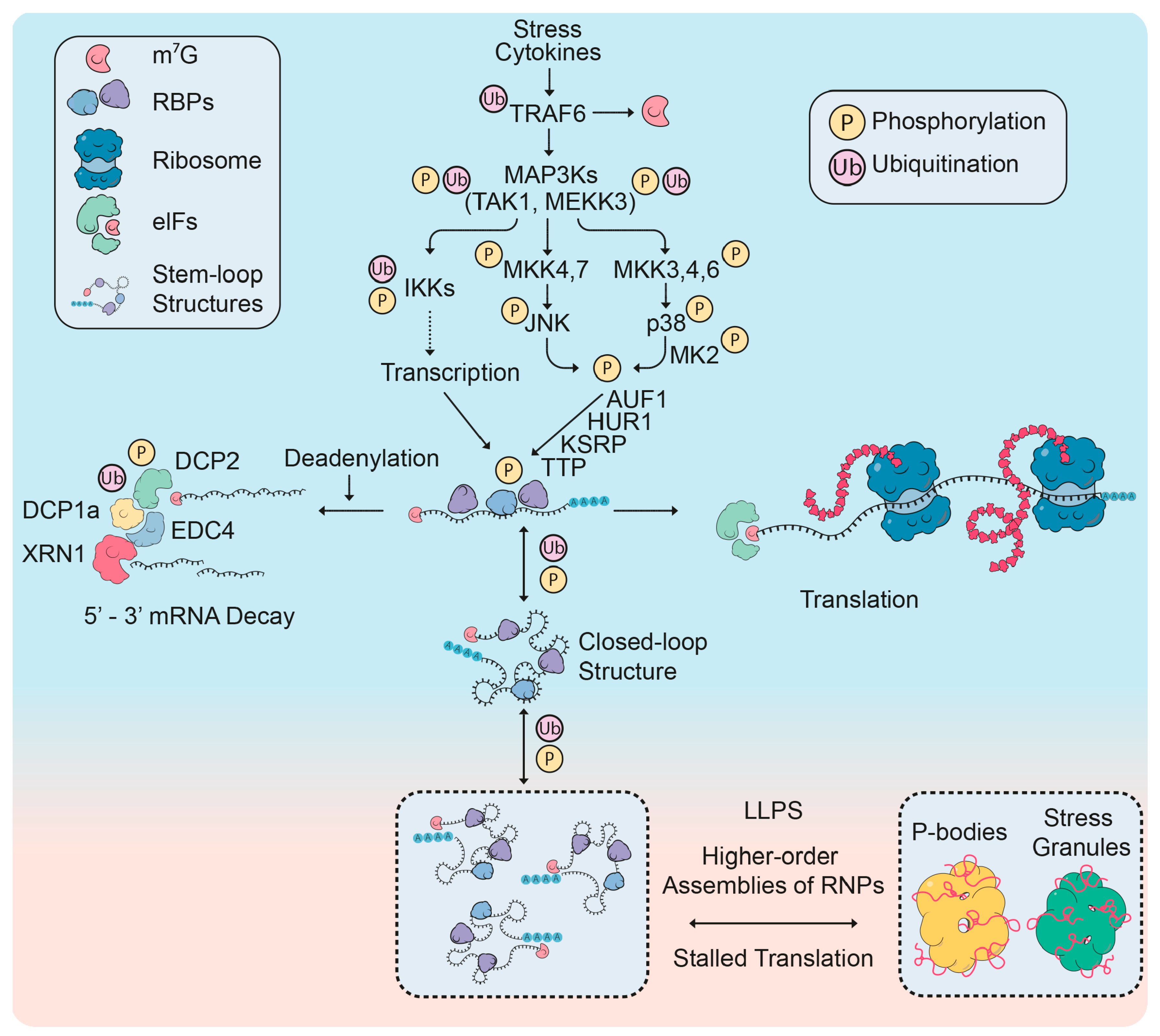 Biomolecules 10 01310 g003