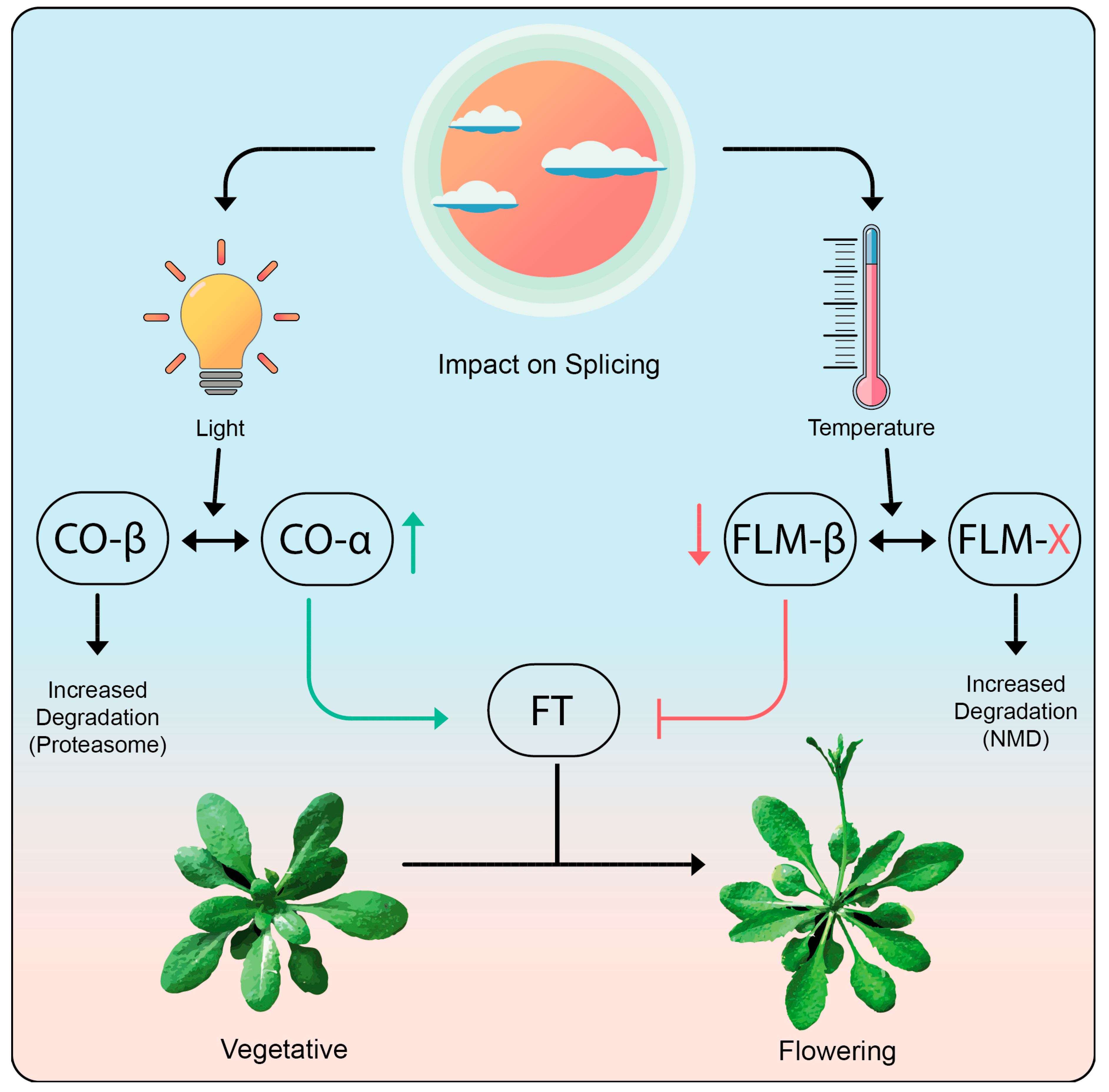 Biomolecules 10 01310 g005