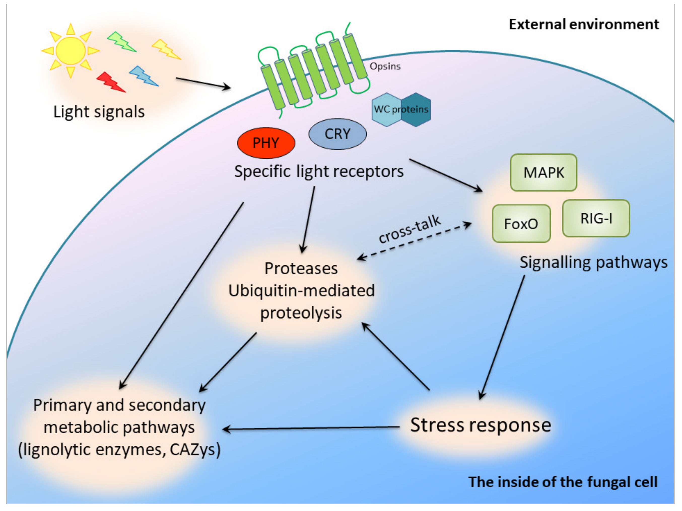 Biomolecules 10 01322 g005 Biomolecules 10 01322 g005