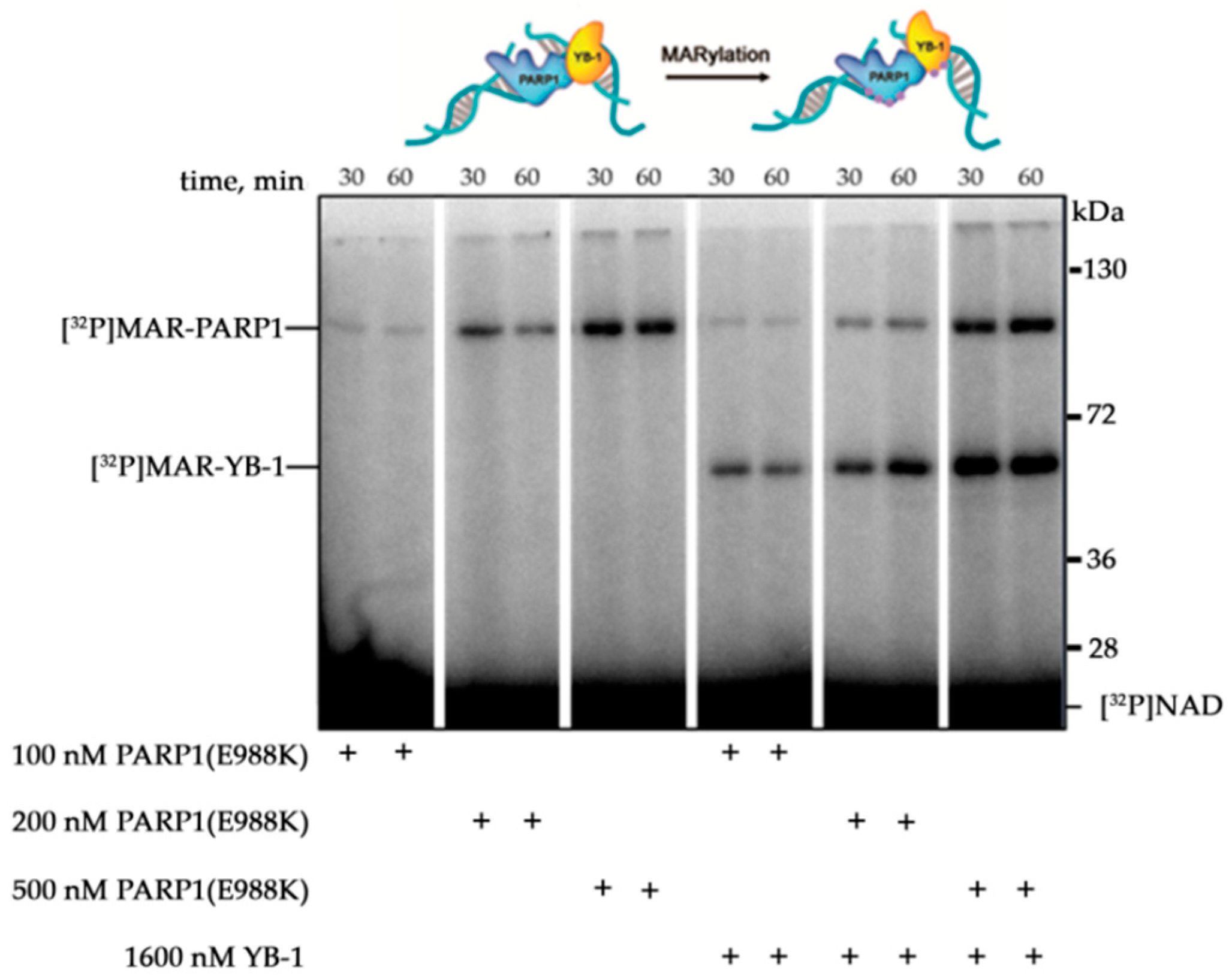 Biomolecules 10 01325 g001