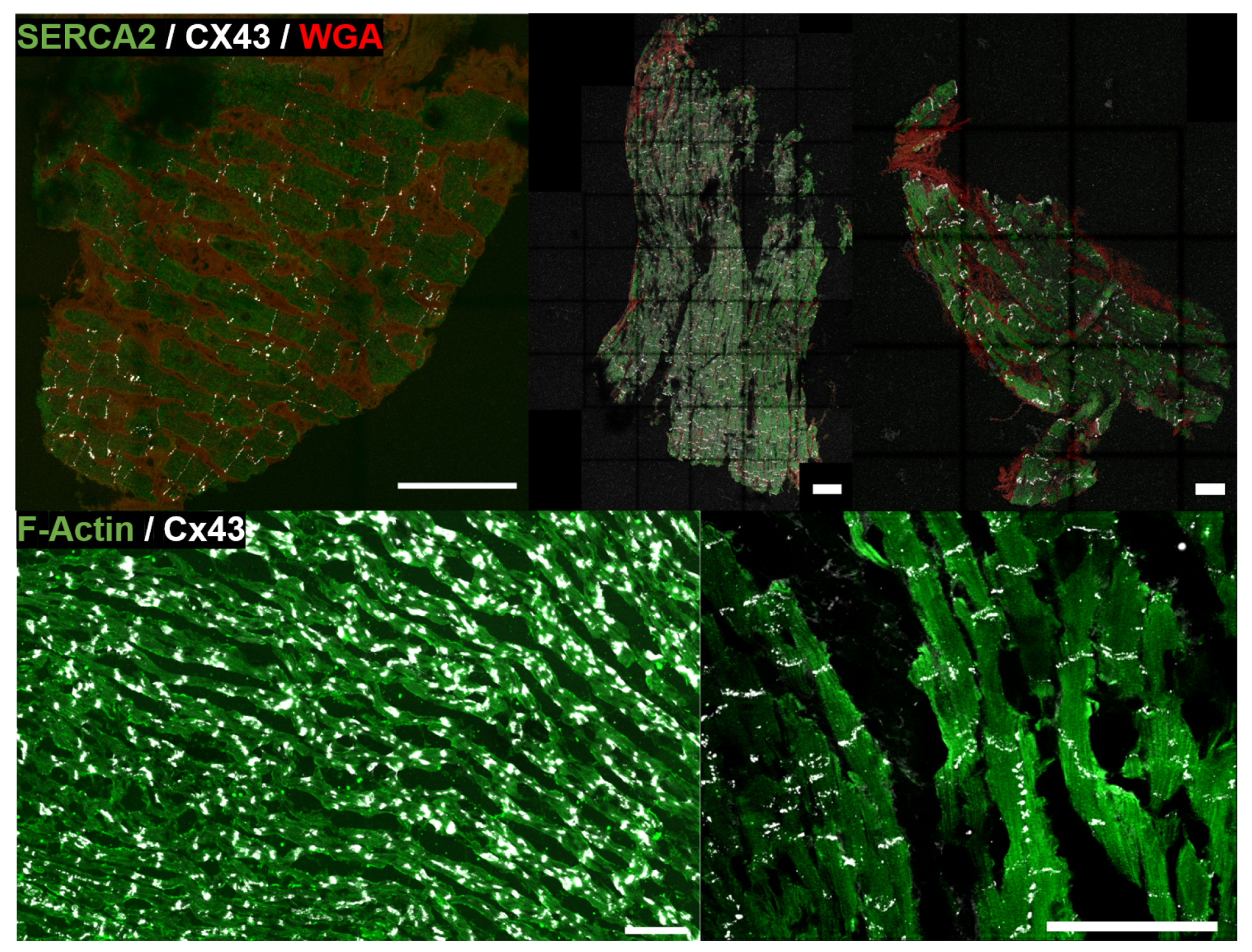 Biomolecules 10 01334 g001 Biomolecules 10 01334 g001