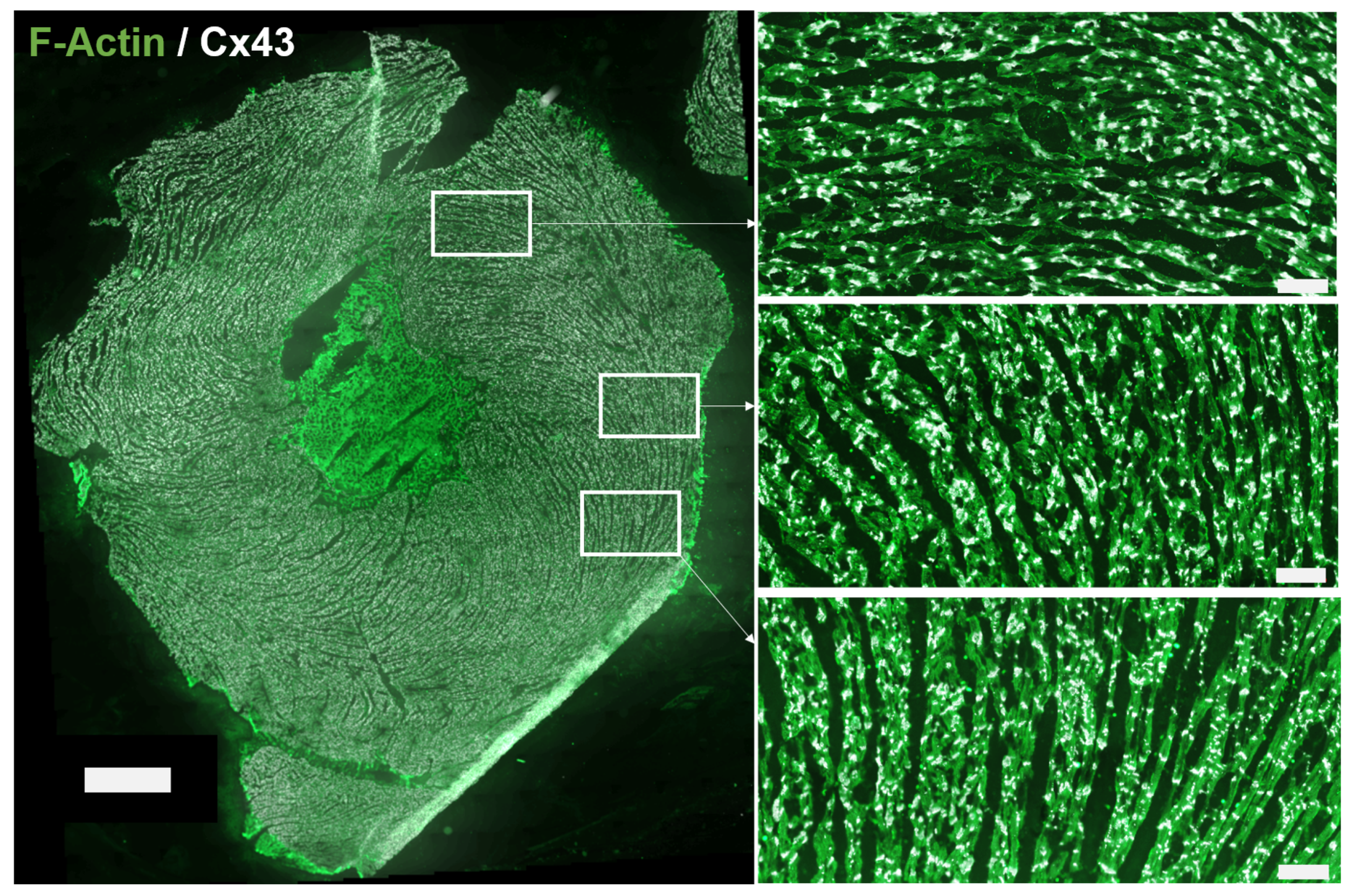 Biomolecules 10 01334 g002 Biomolecules 10 01334 g002