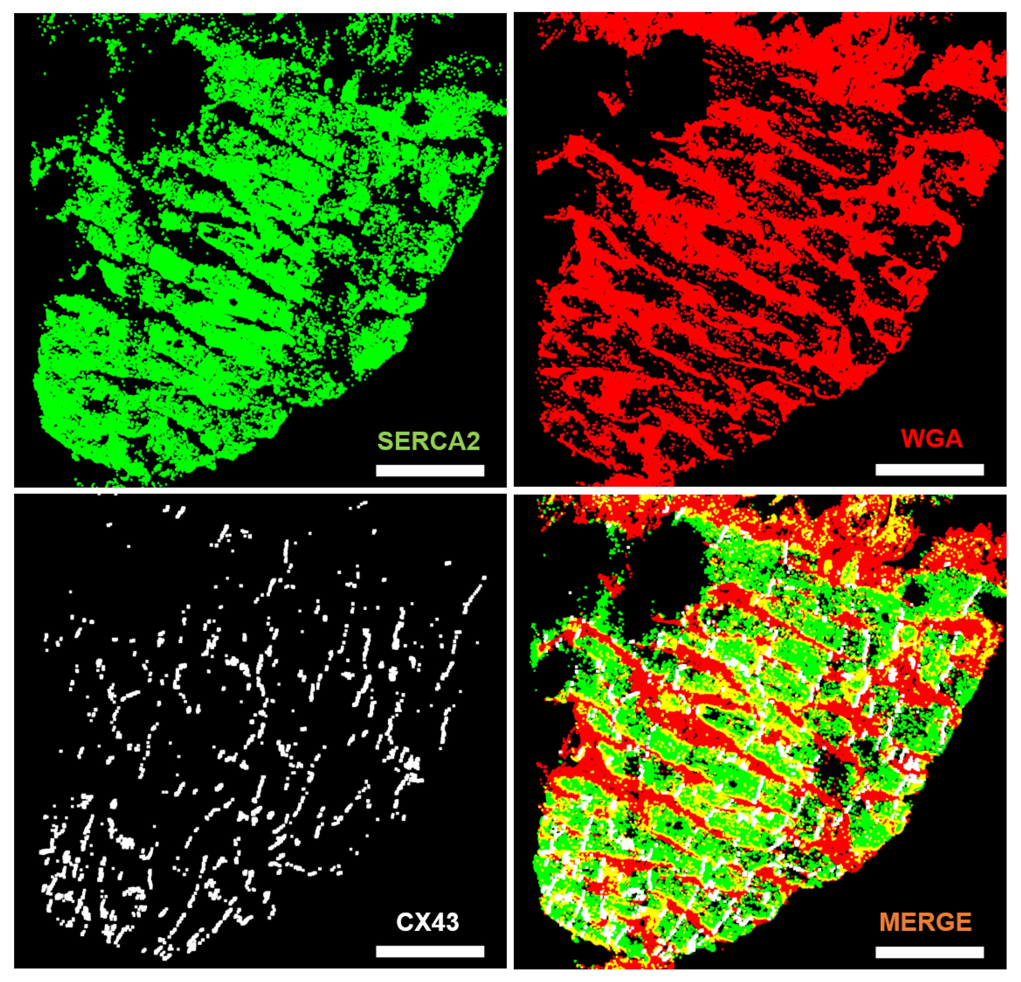 Biomolecules 10 01334 g004 Biomolecules 10 01334 g004