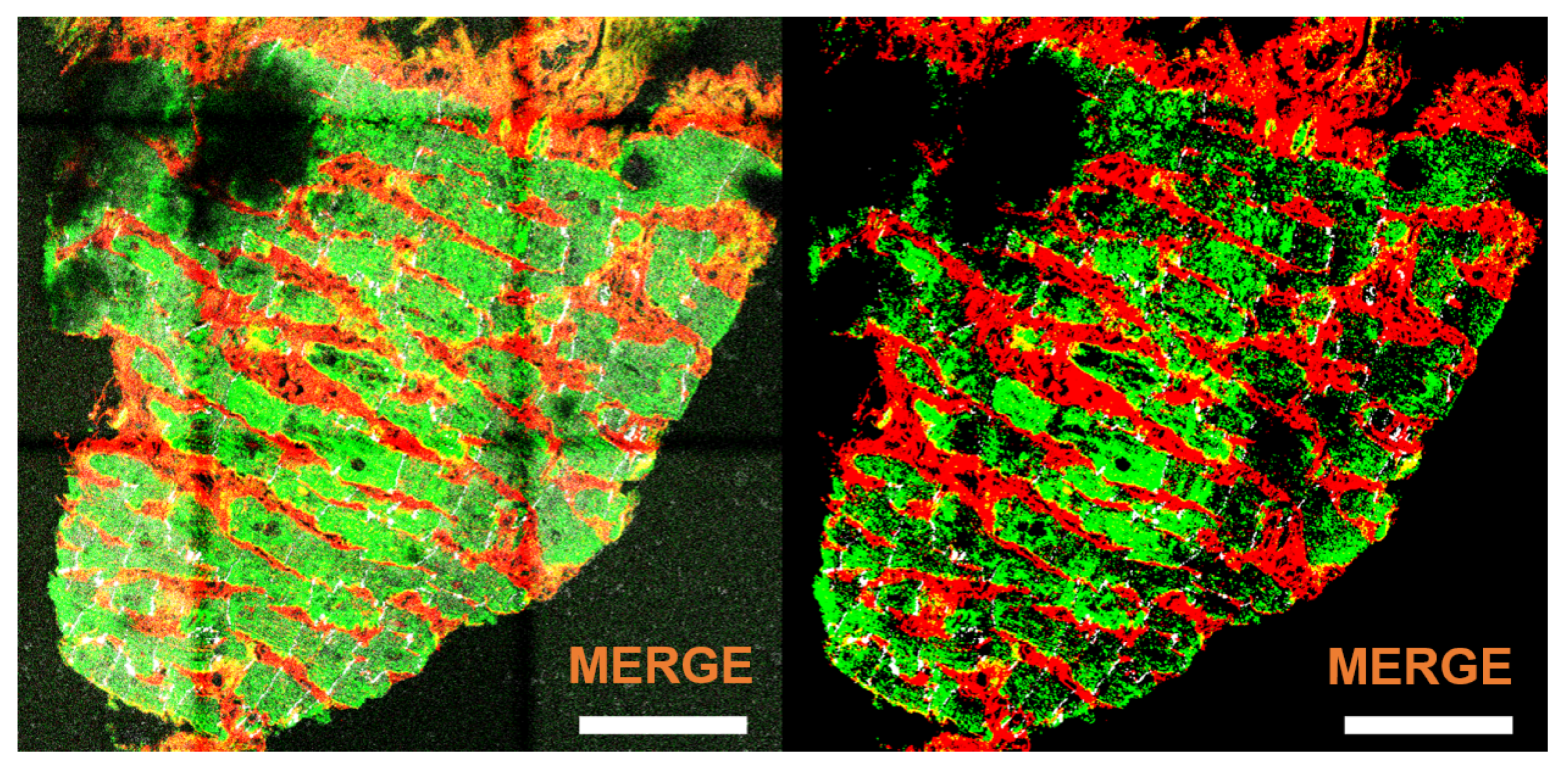 Biomolecules 10 01334 g005 Biomolecules 10 01334 g005