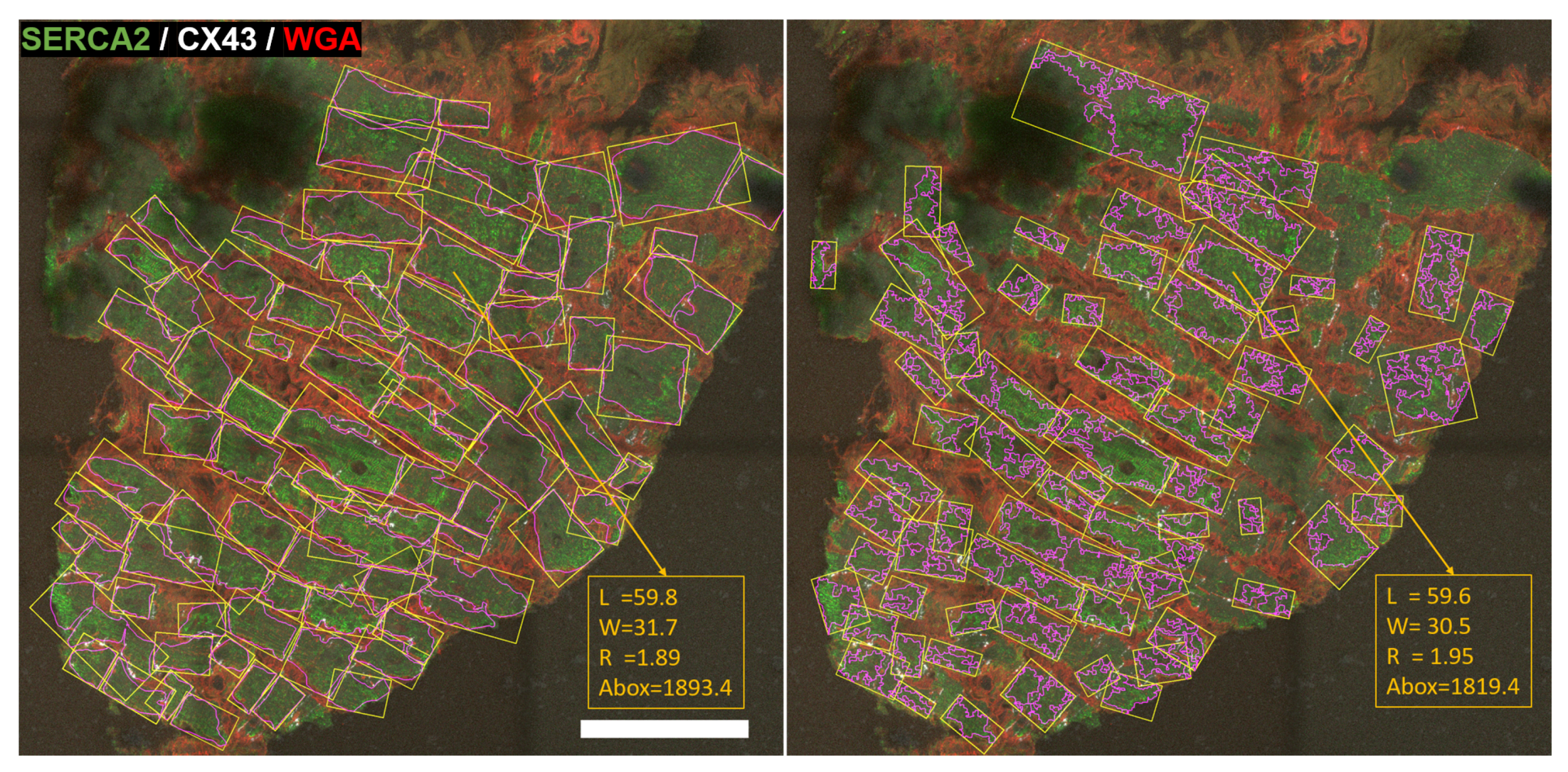Biomolecules 10 01334 g008 Biomolecules 10 01334 g008