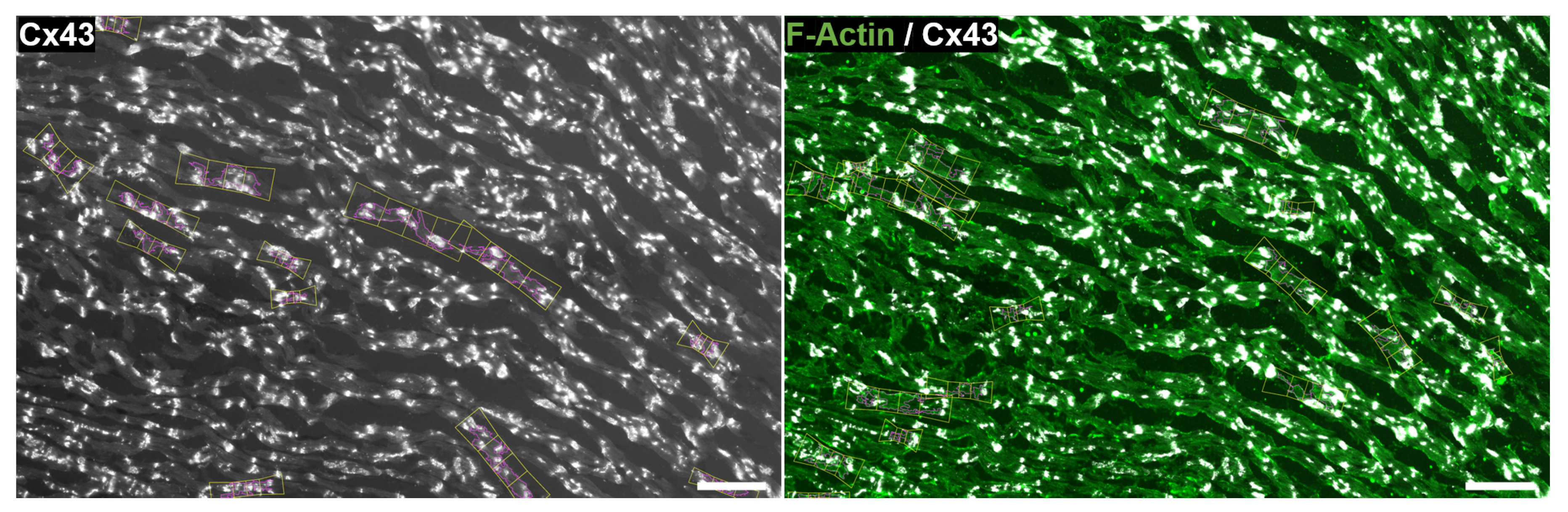 Biomolecules 10 01334 g013 Biomolecules 10 01334 g013
