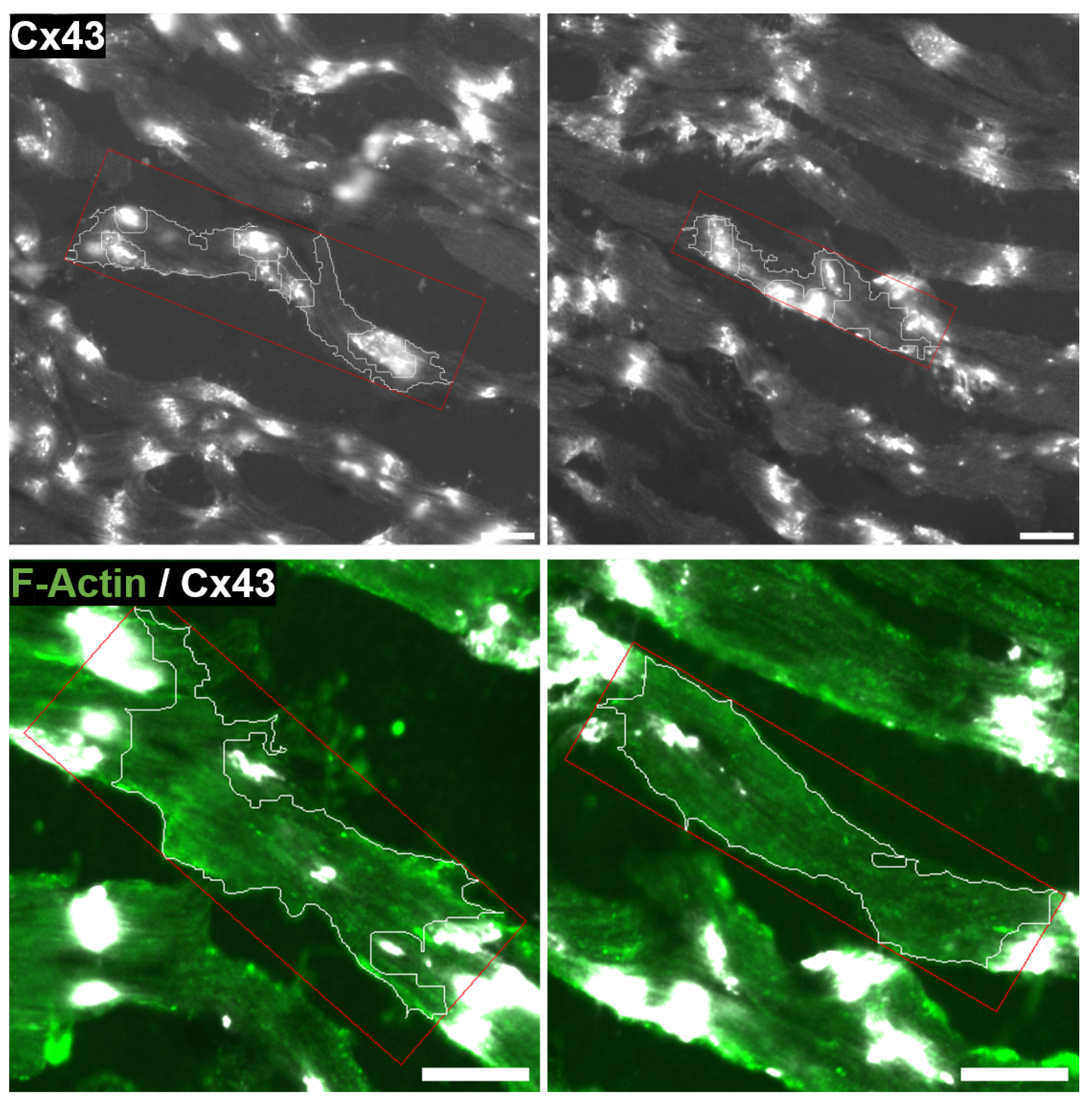 Biomolecules 10 01334 g014 Biomolecules 10 01334 g014