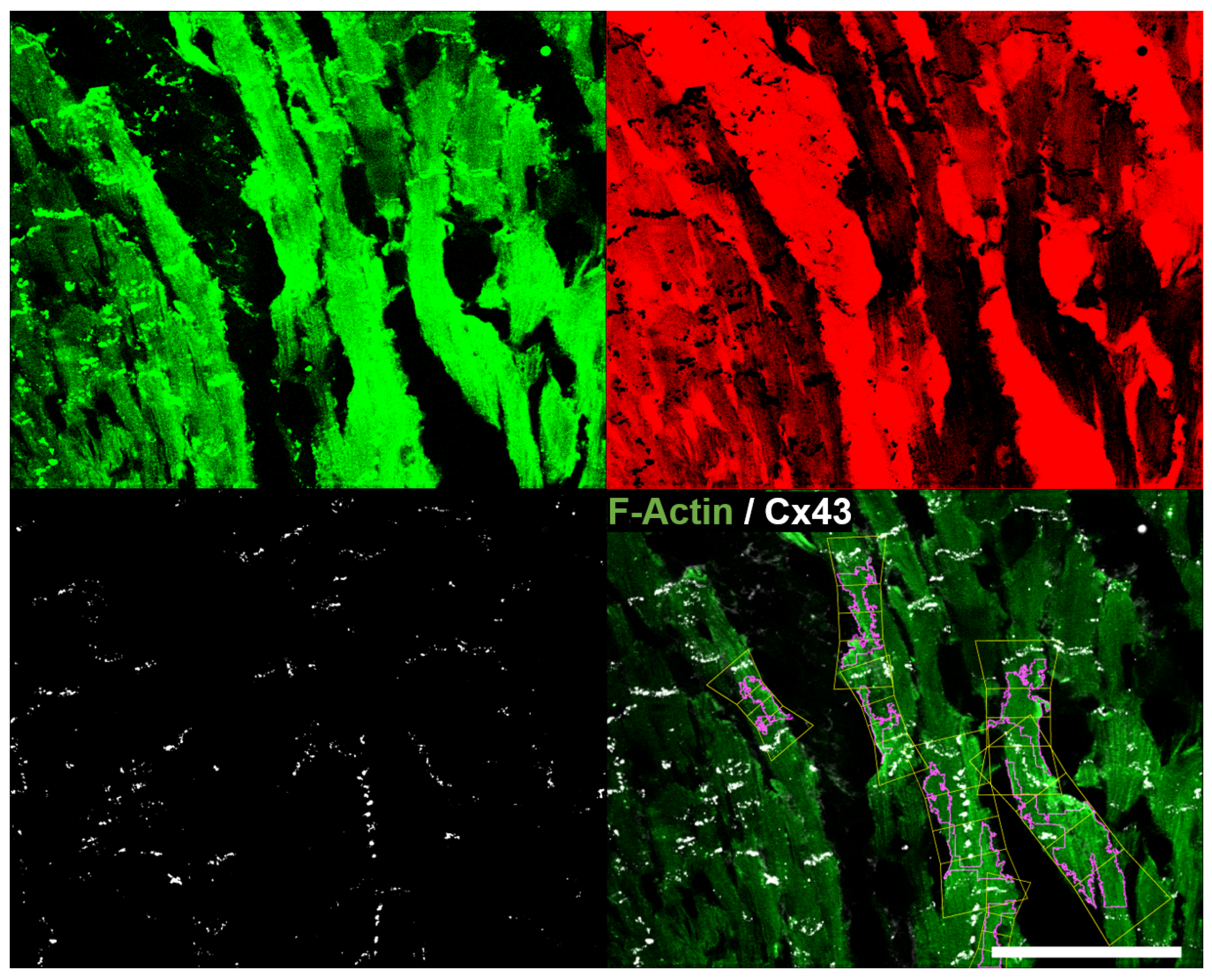 Biomolecules 10 01334 g015 Biomolecules 10 01334 g015