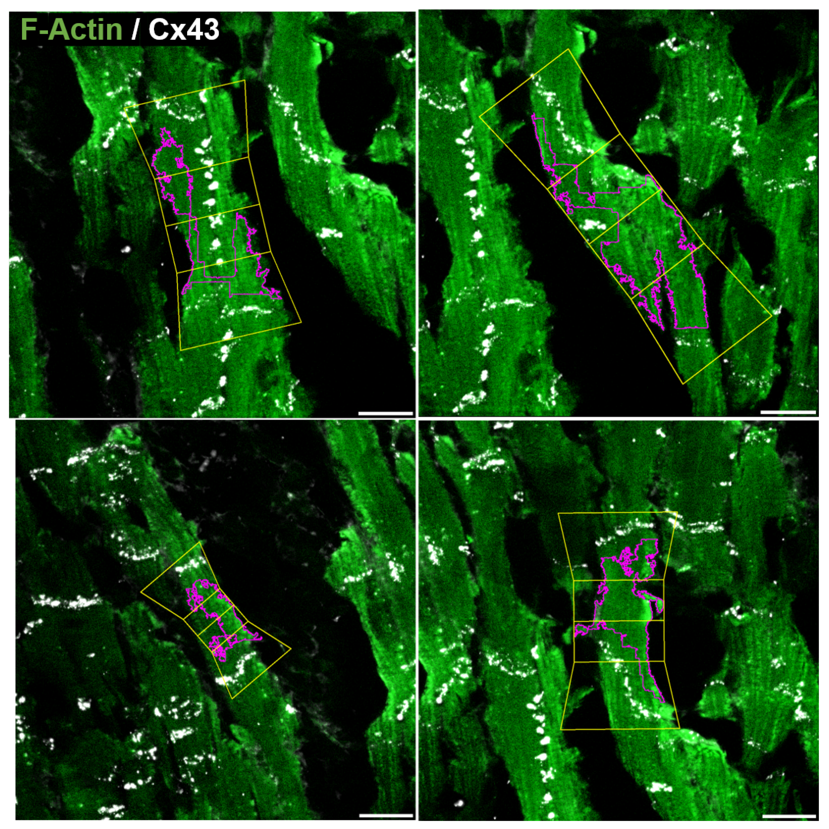 Biomolecules 10 01334 g016 Biomolecules 10 01334 g016